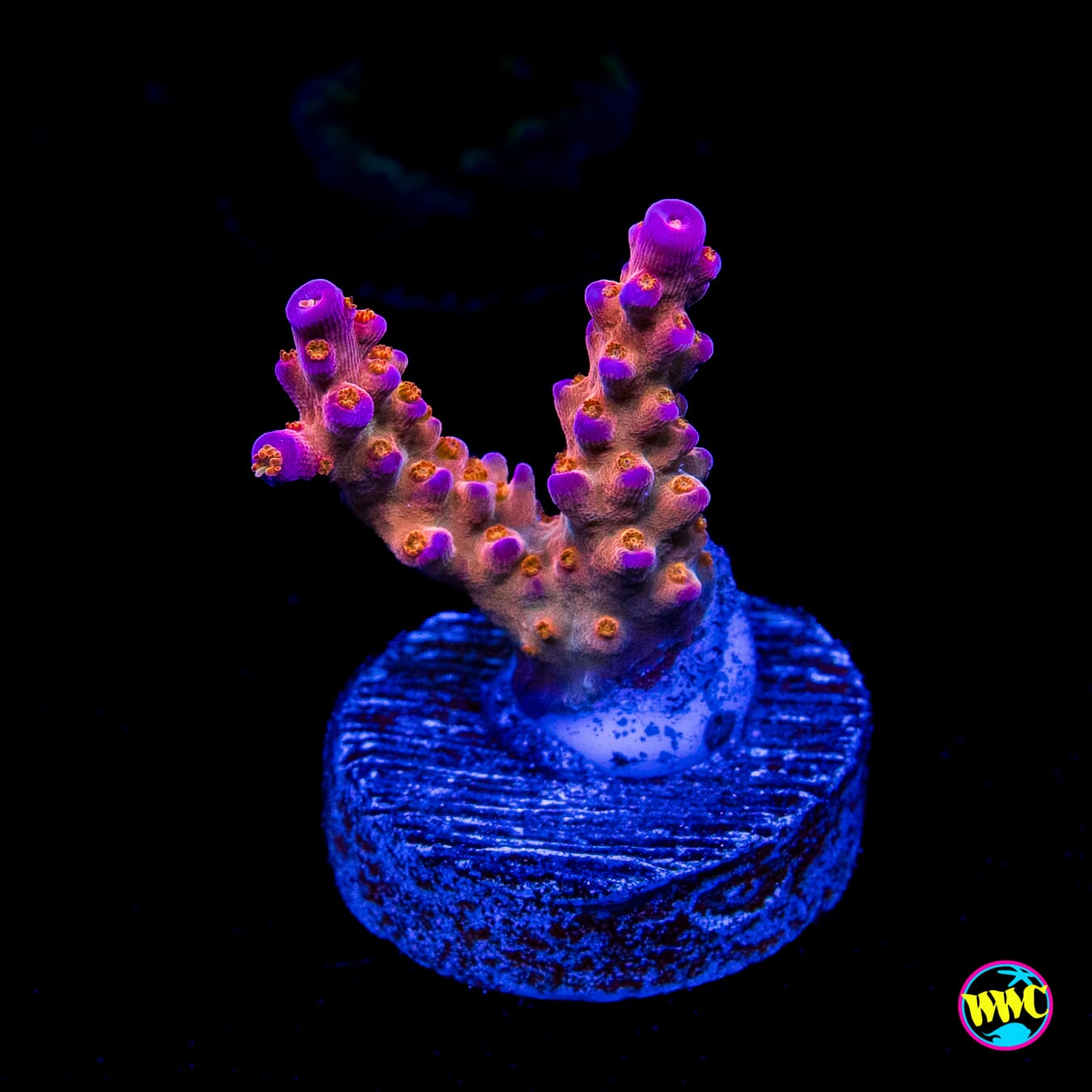WWC All Star Acropora