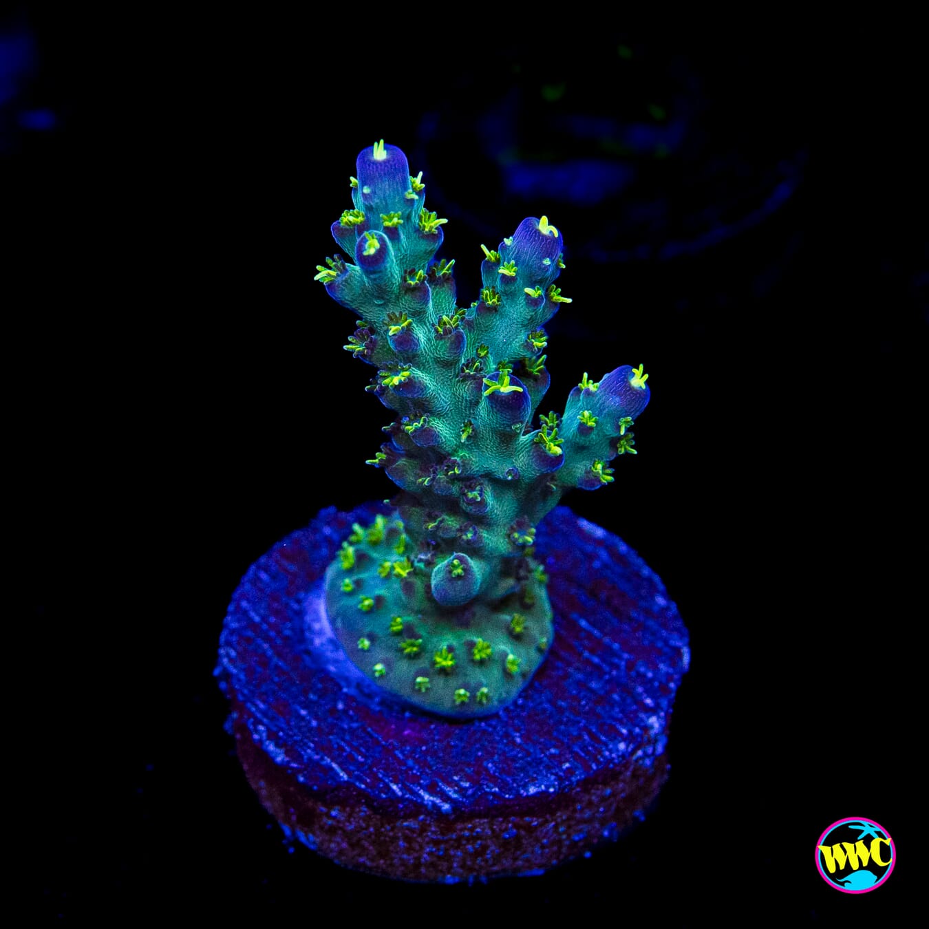 WWC Aussie Special Acropora