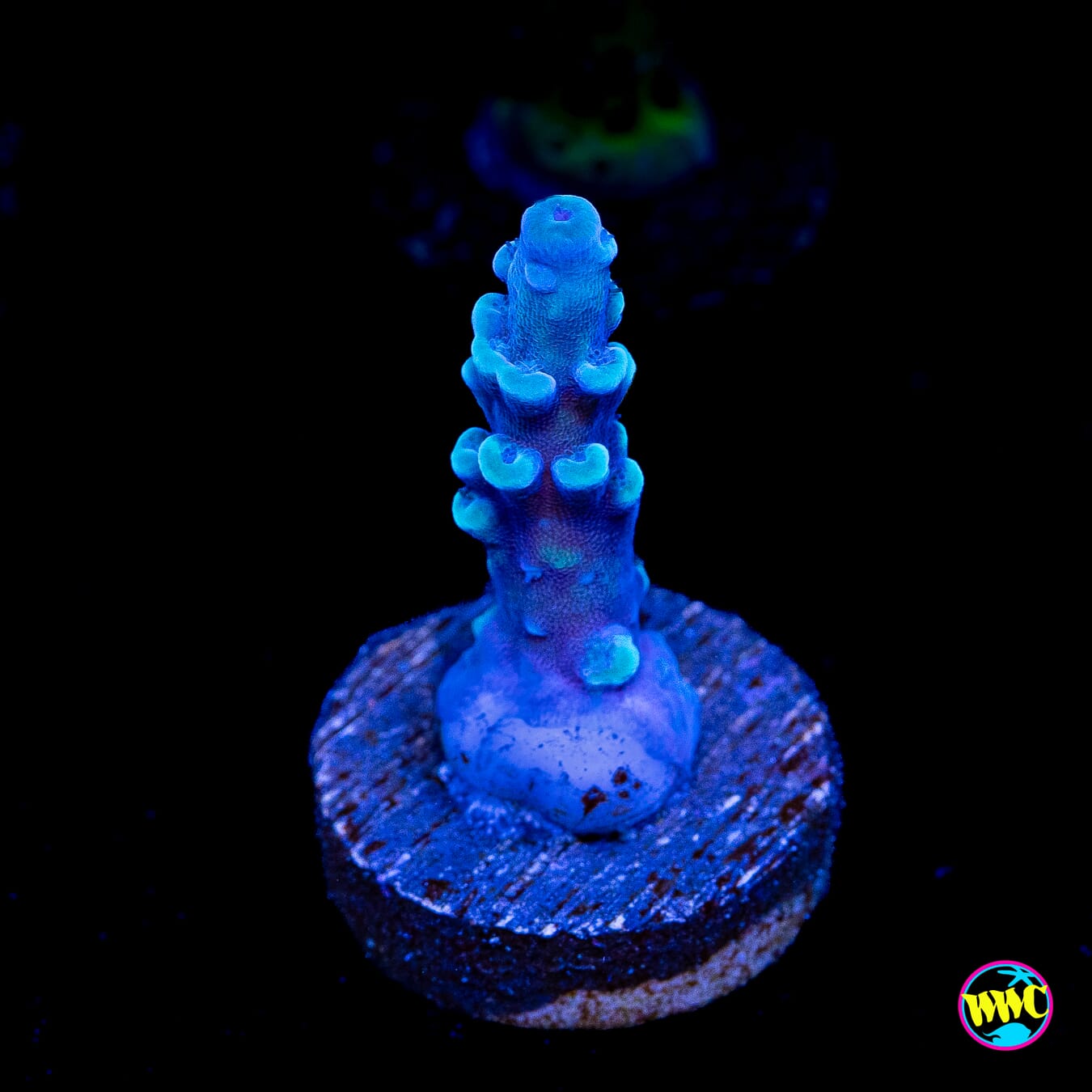 Oregon Tort Acropora