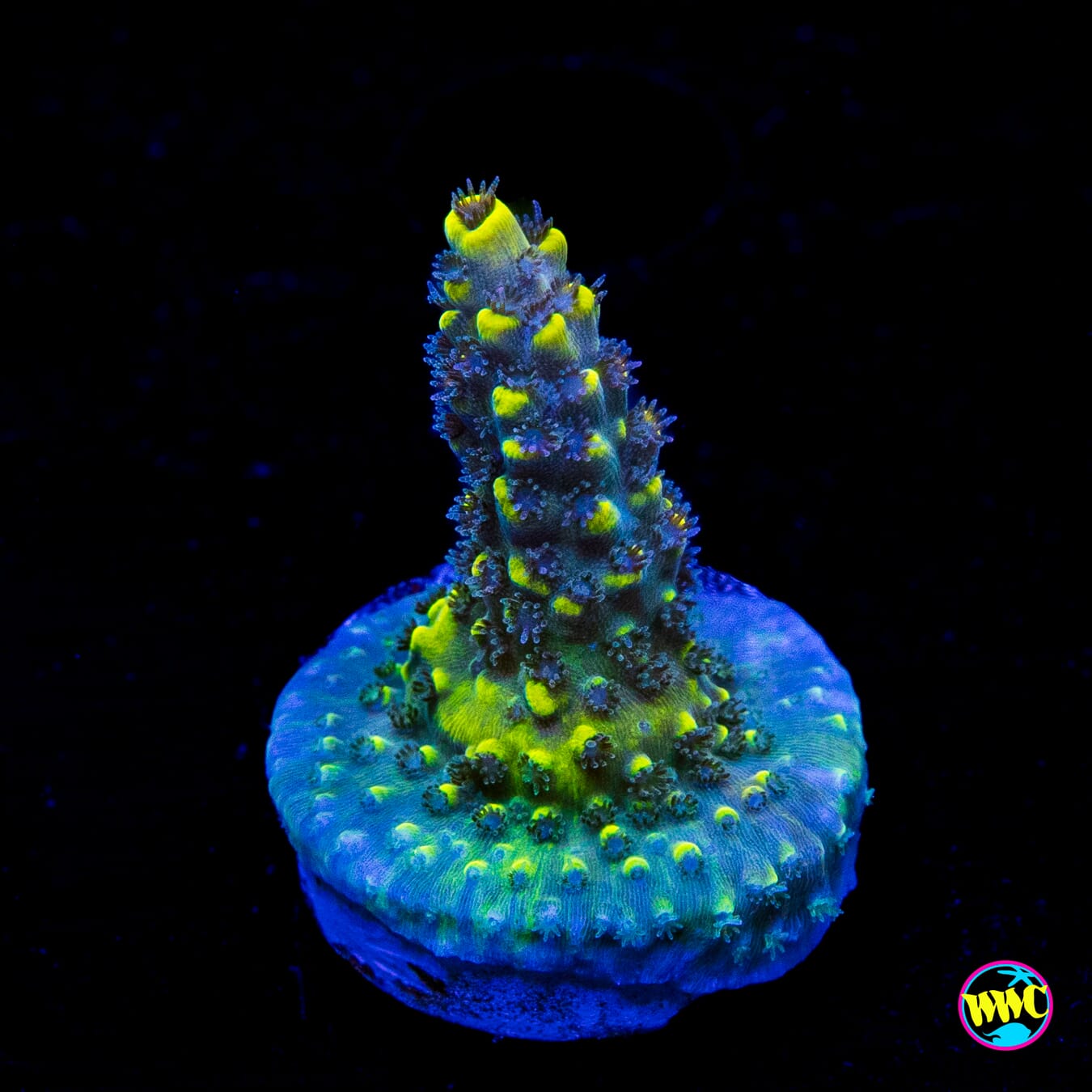 WWC Yellow Fever Acropora