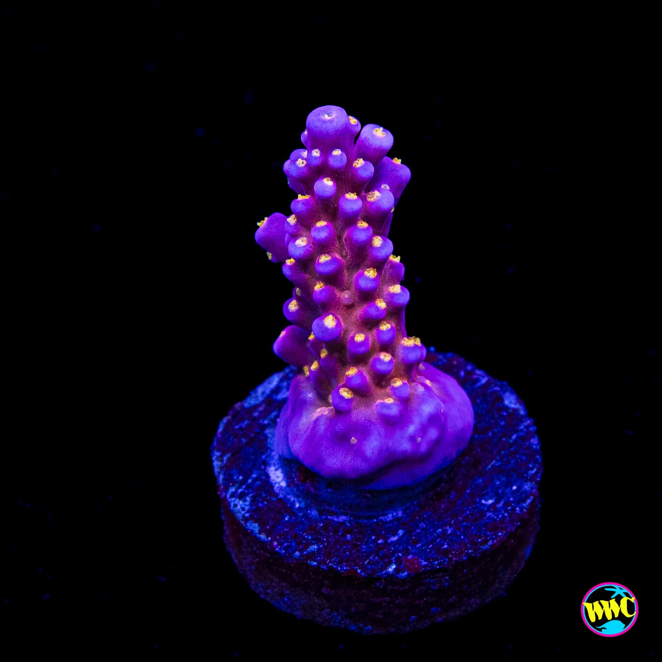 WWC All Star Acropora