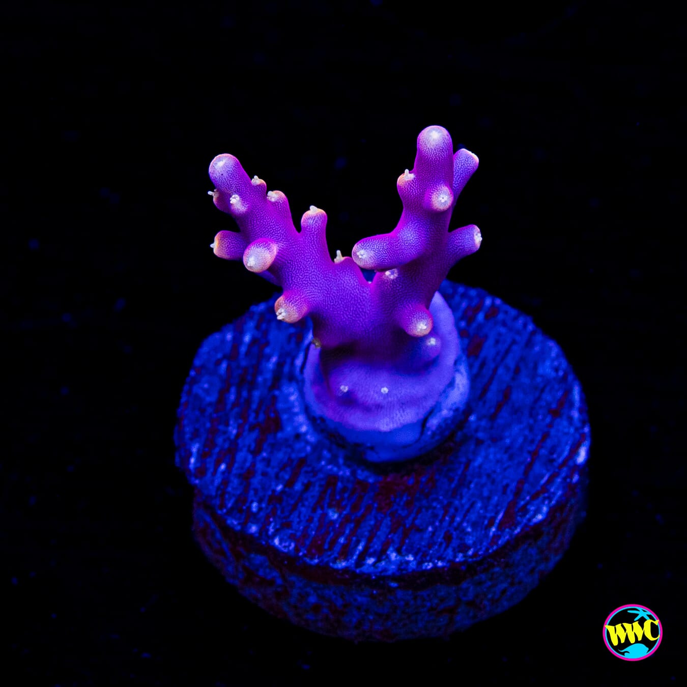 WWC Little Red Ferrari Acropora