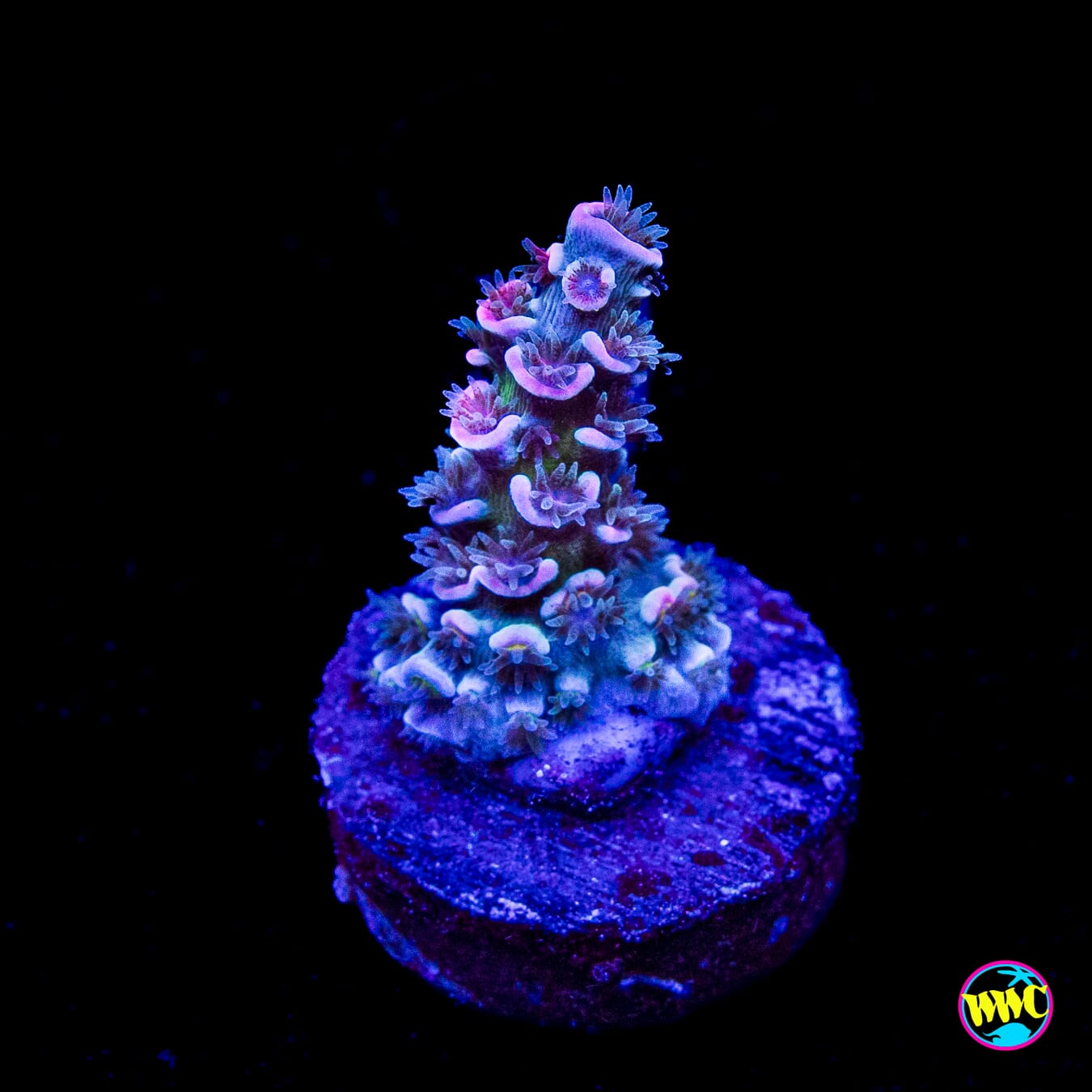 WWC Sabotage Tenuis Acropora
