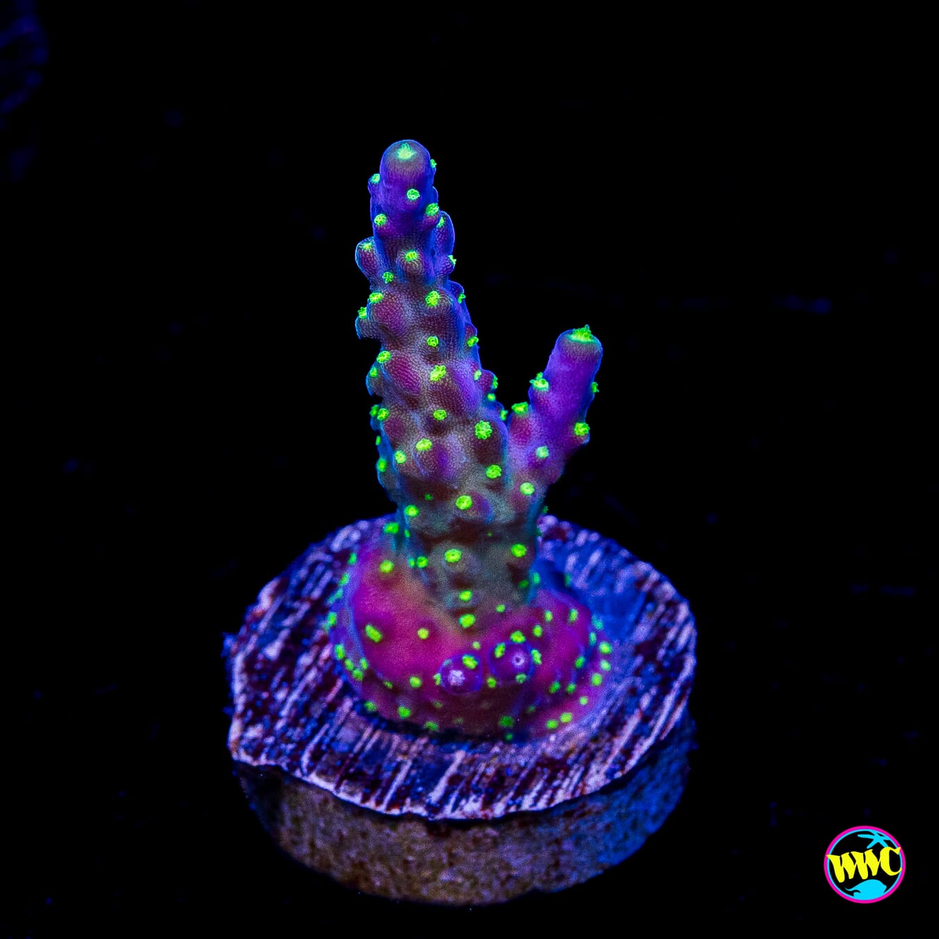 Tricolor Valida Acropora