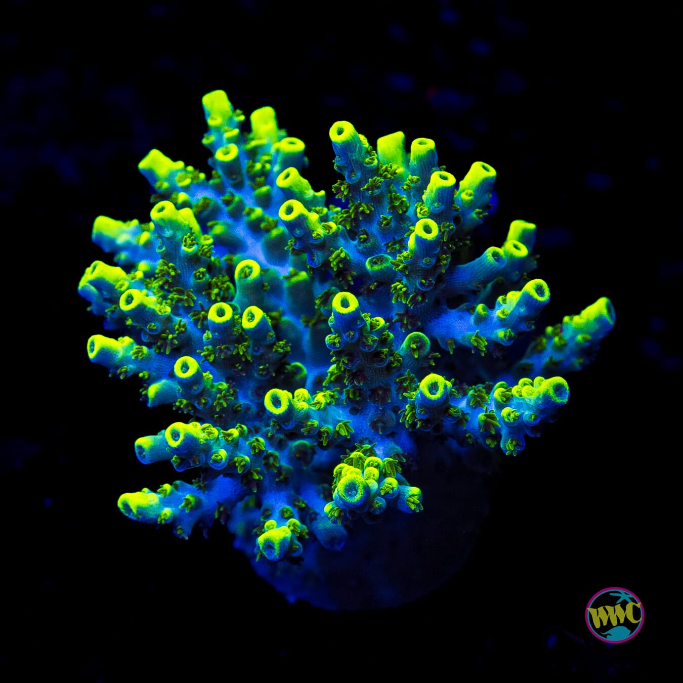 XL WWC Shark Attack Acropora