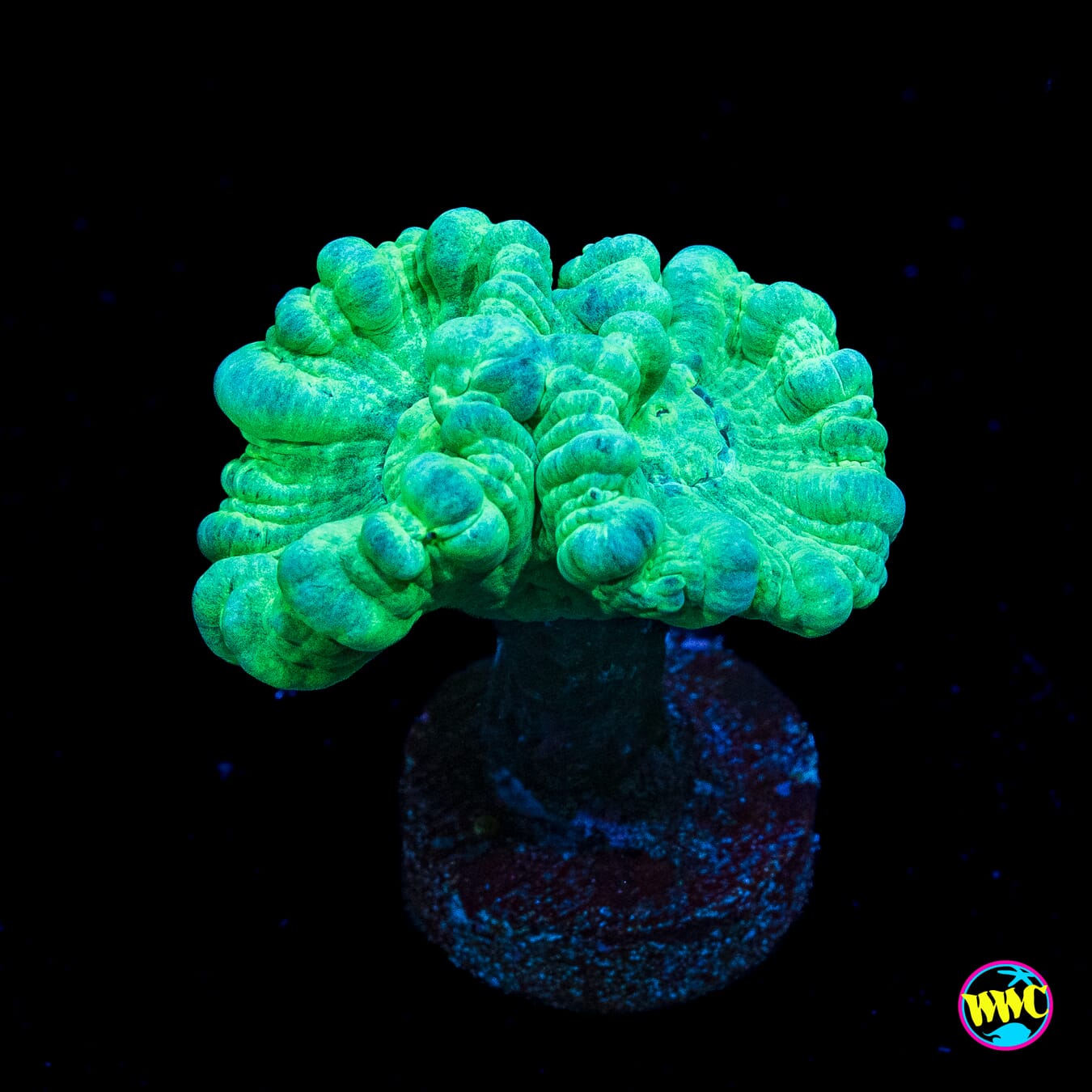 Turquoise Candy Canes
