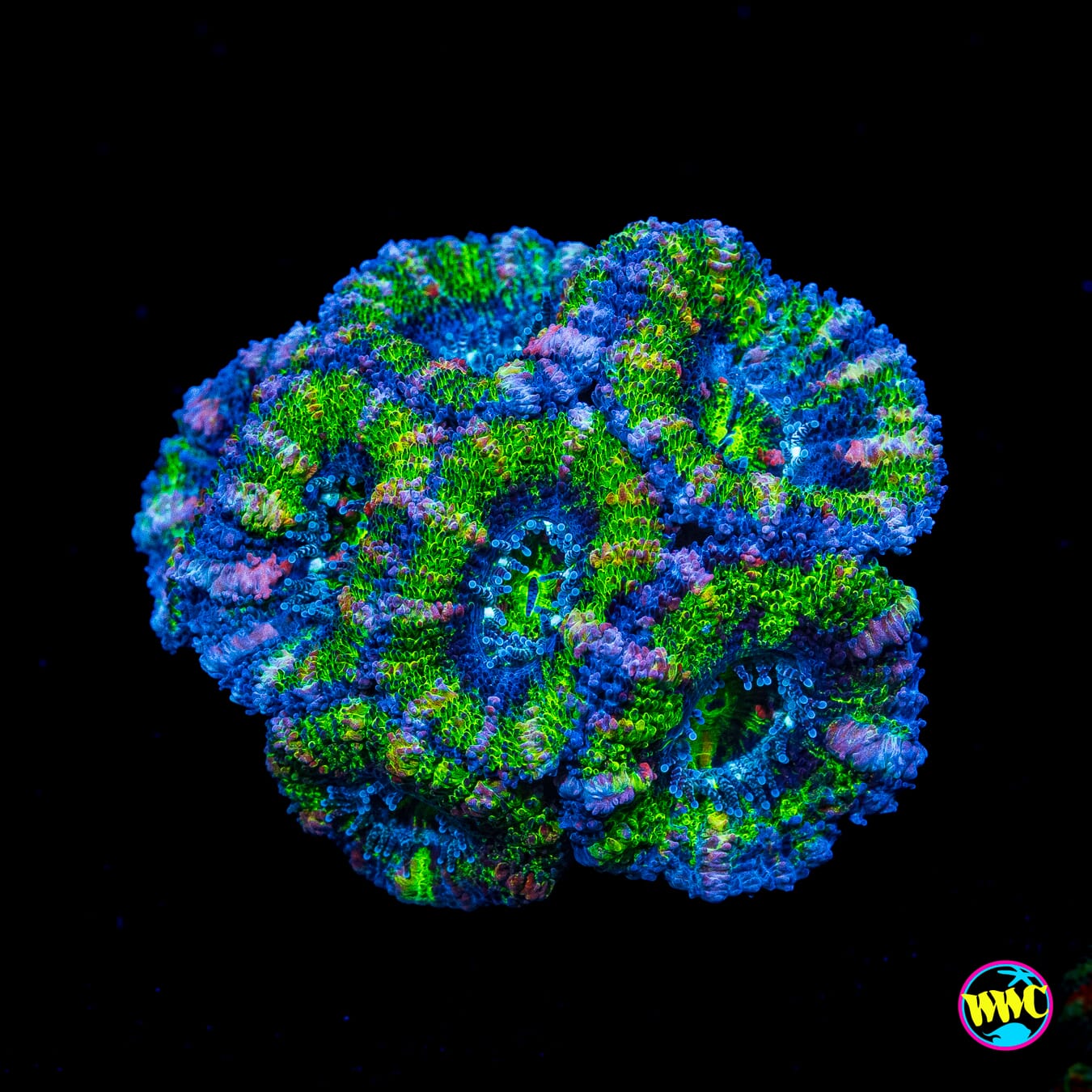 Bubbalicious Aussie Lord