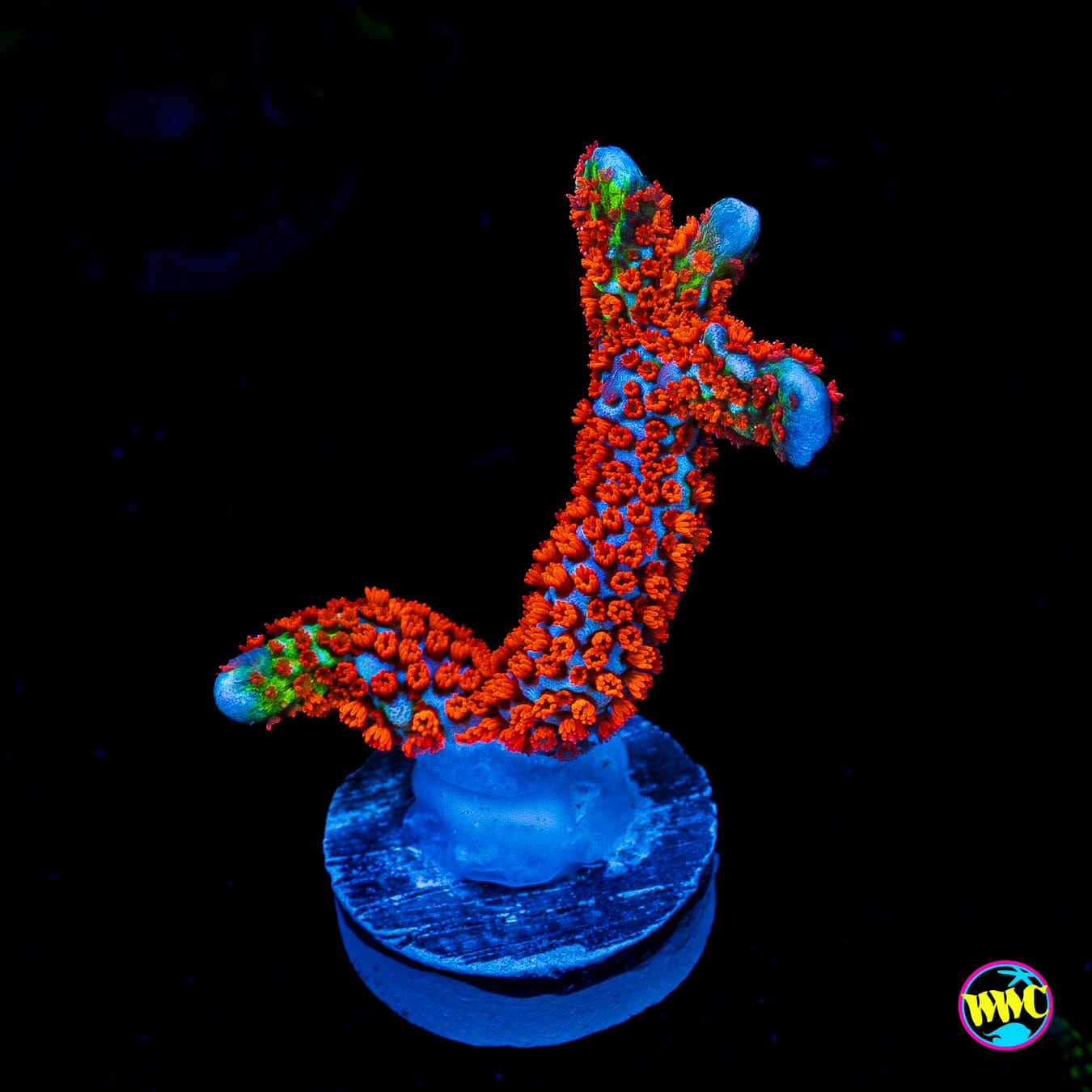 Bubblegum Digitata Montipora