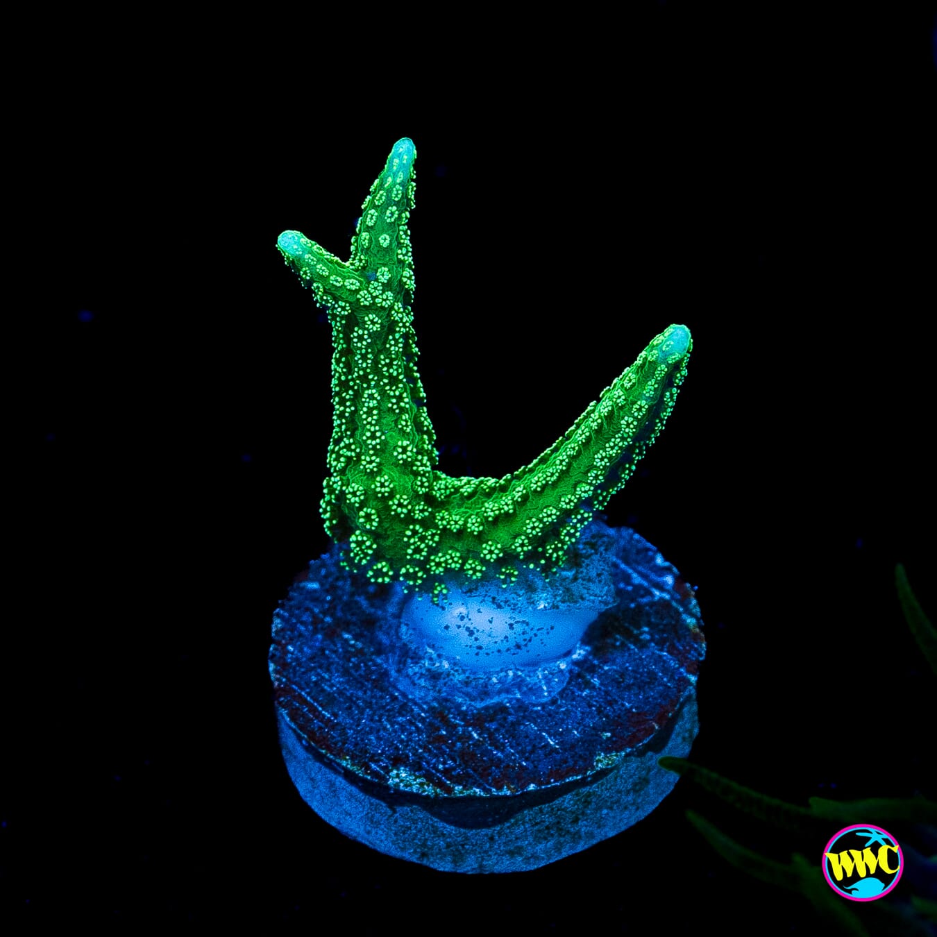 RF Jade Dragon Birdsnest