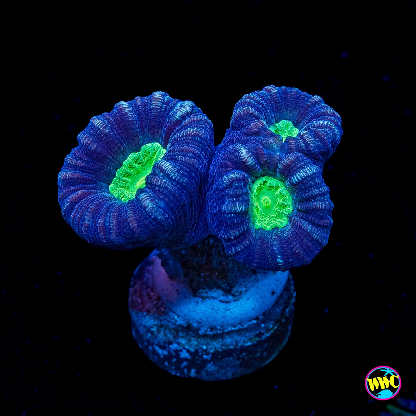 Alien Eye Candy Cane