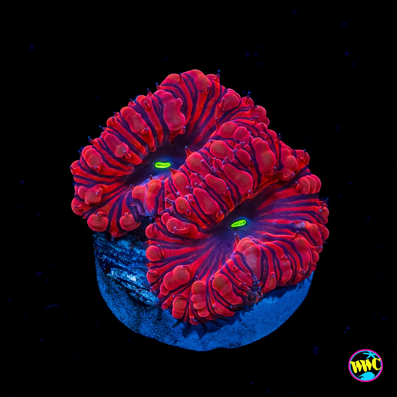 VDM Blastomussa