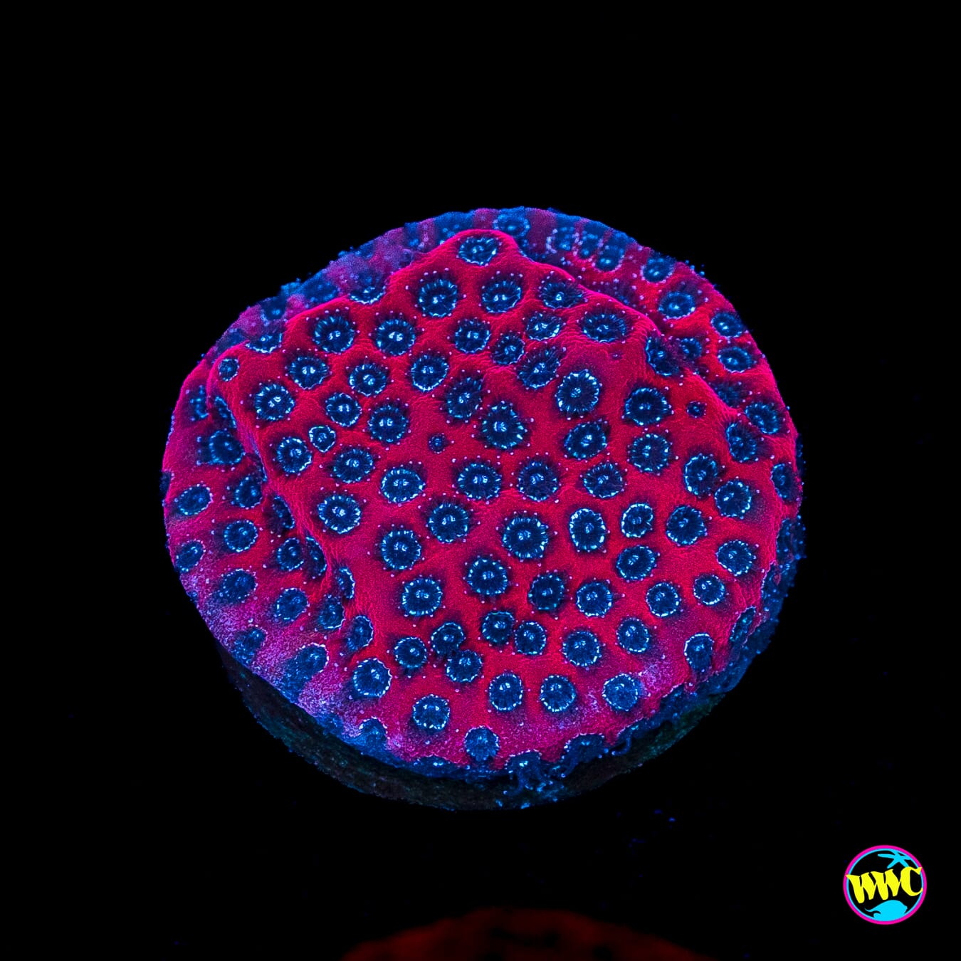 Darth Maul Porites
