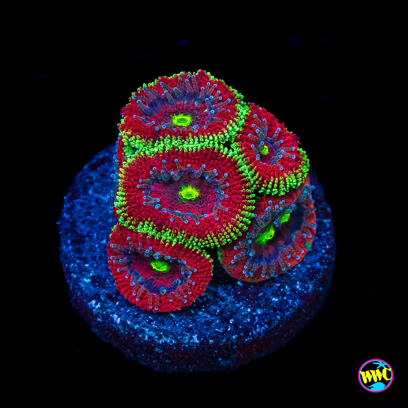 WWC Ruby Red Micromussa