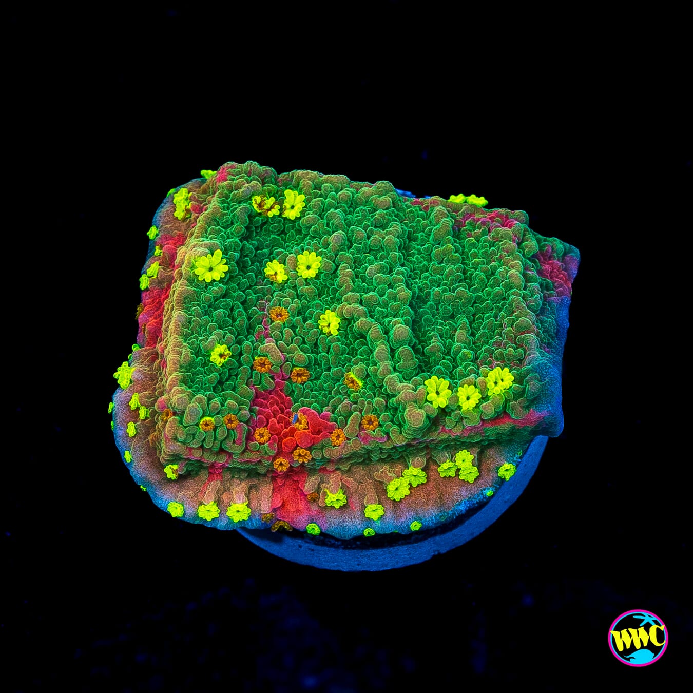 WWC Grafted Sunfire Montipora