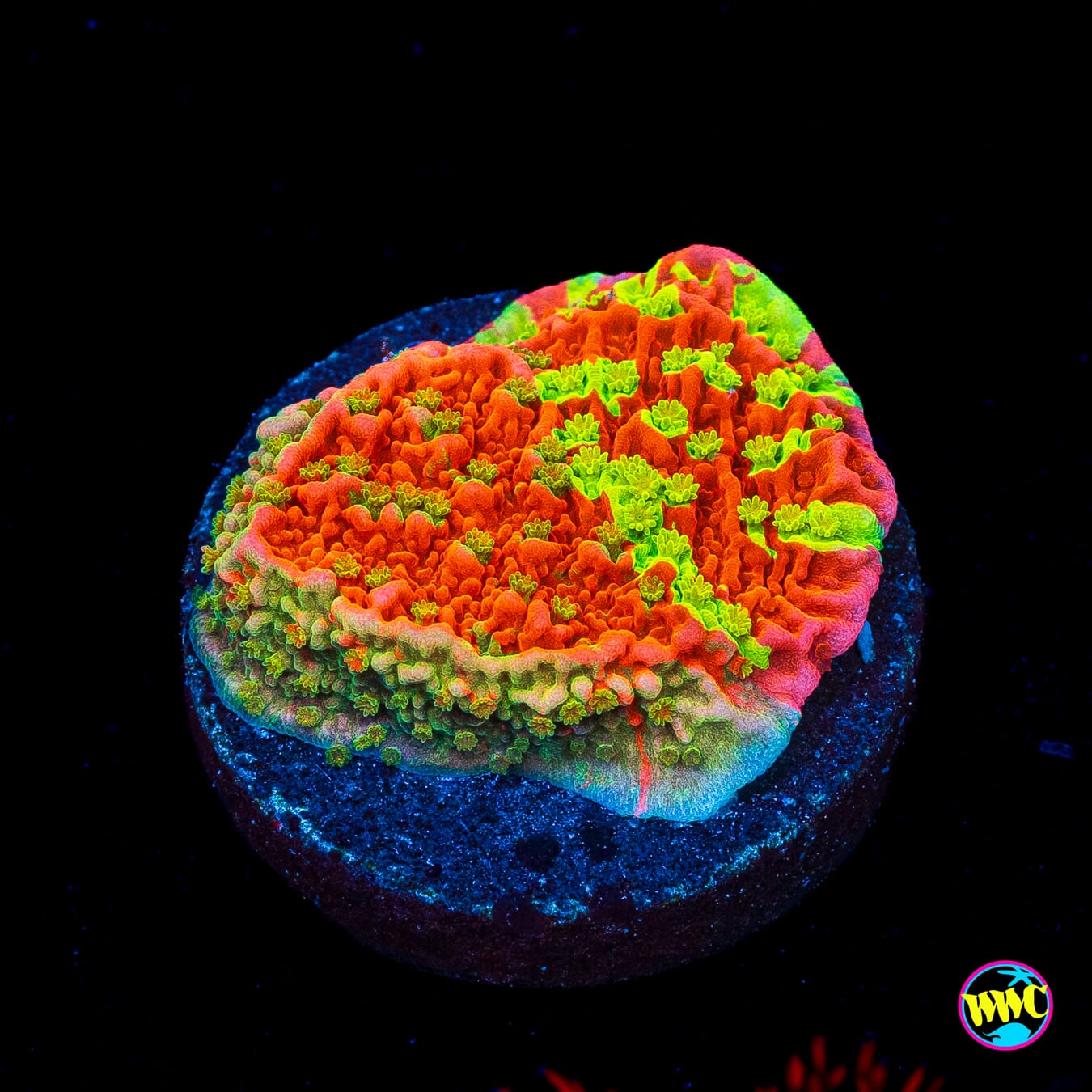 WWC Triple Threat Grafted Montipora