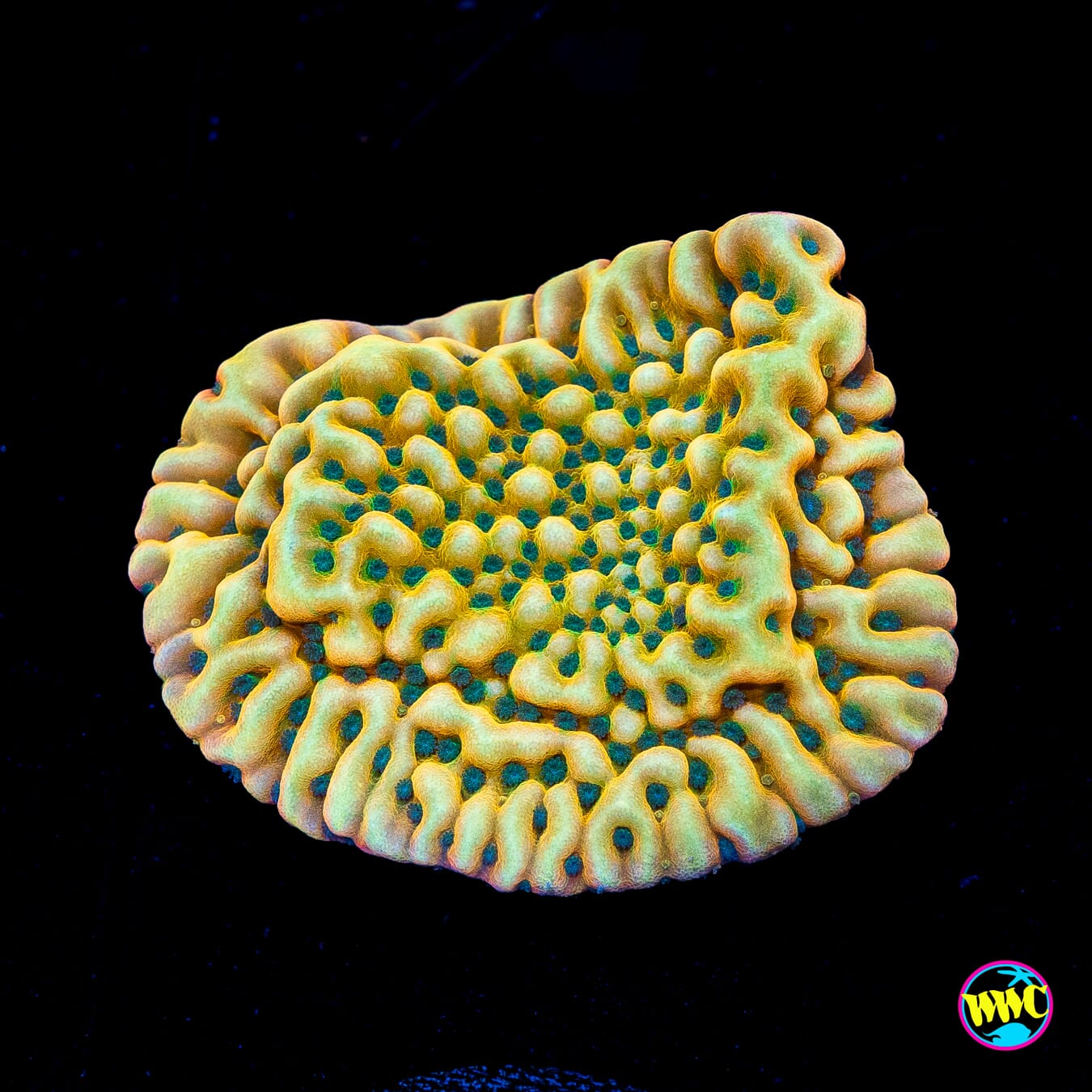 Jason Fox Beach Bum Montipora