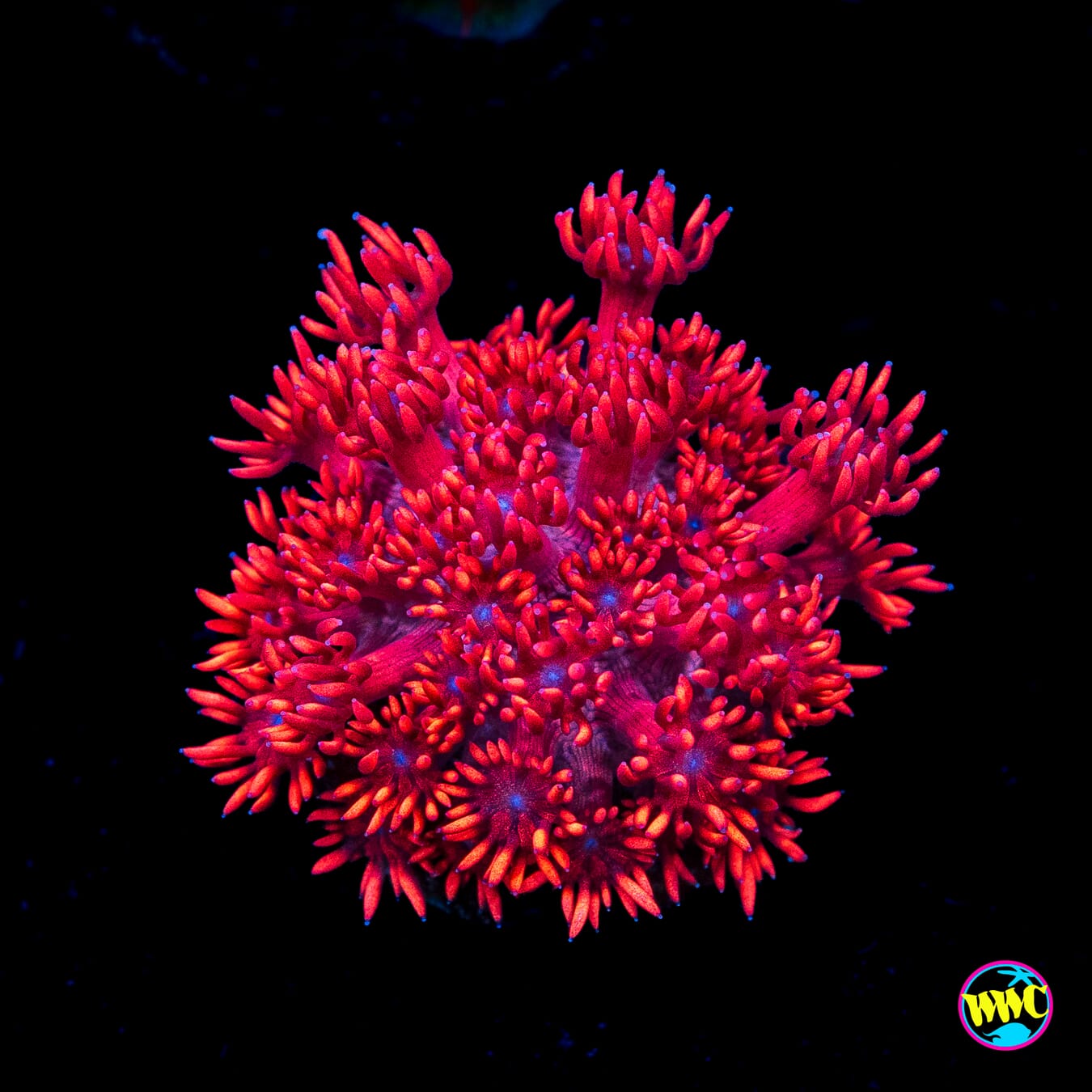 WWC Cherry Red Goniopora