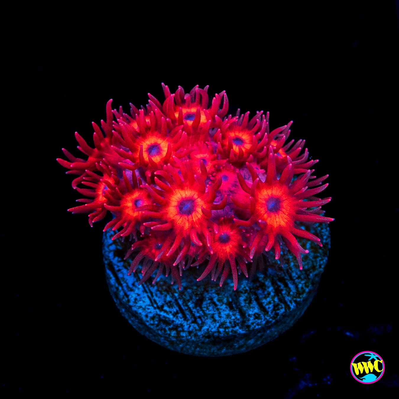 Inferno Goniopora