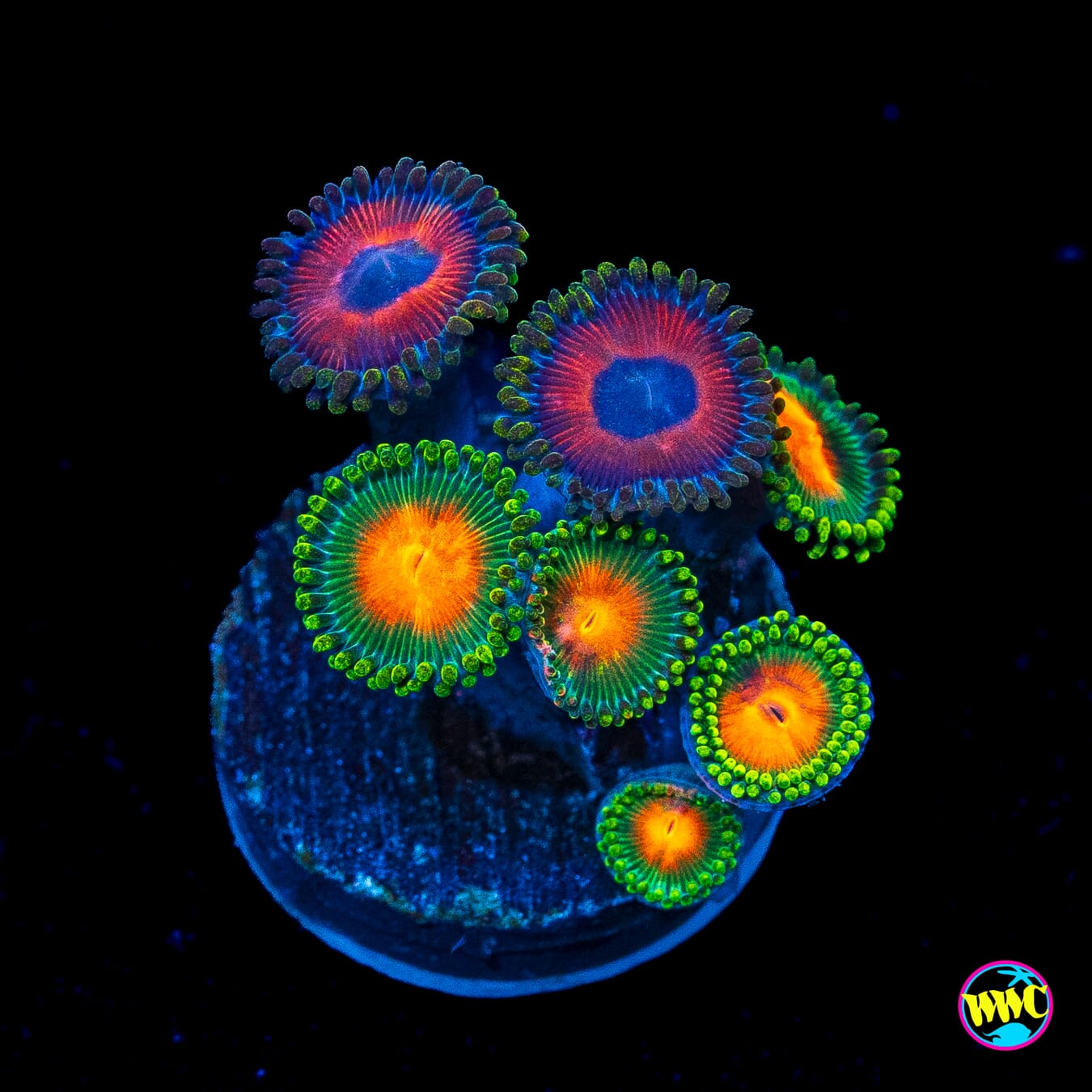 WWC Campfire and Red Bull Combo Zoanthids