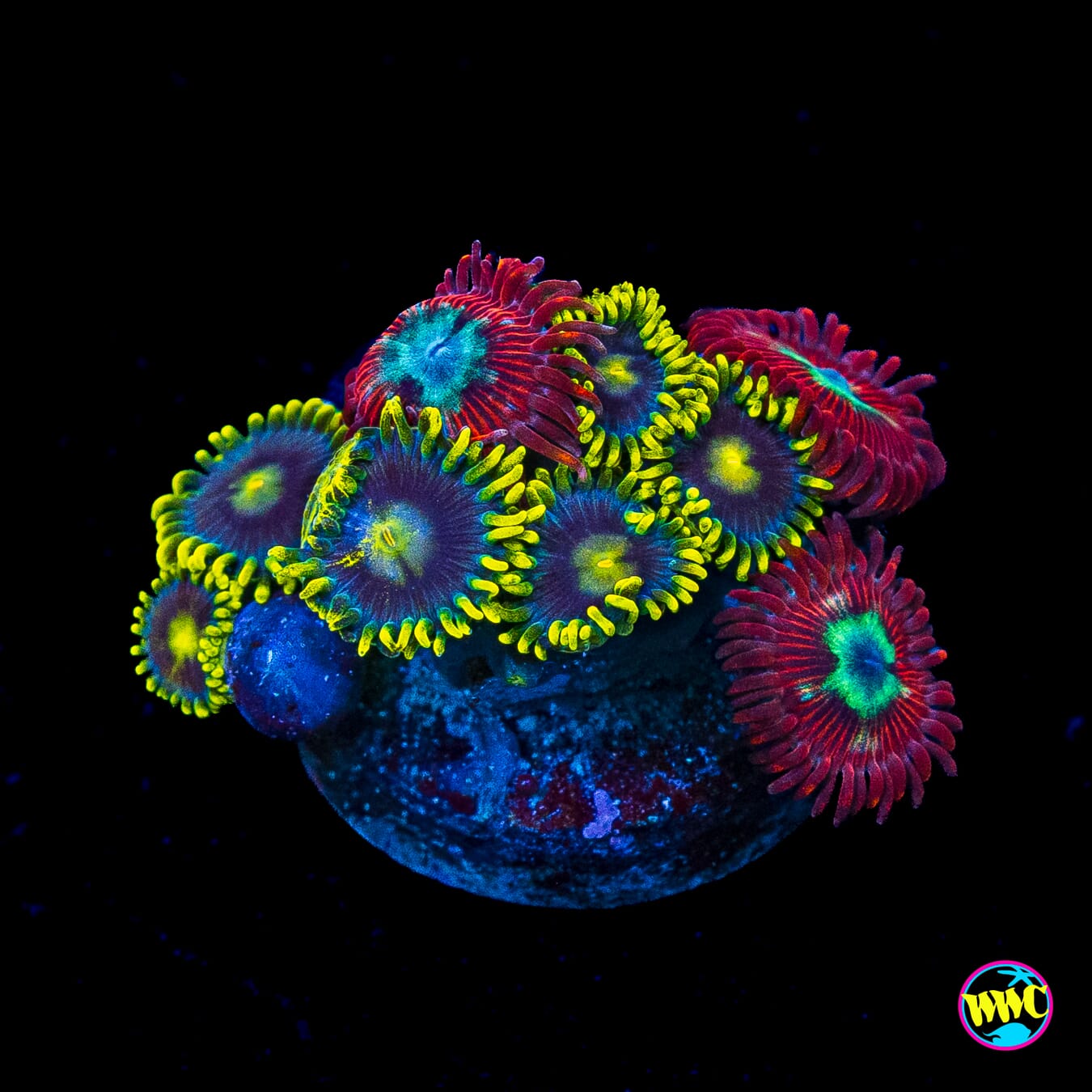 WWC Blood Lust and Sunbeam Shuriken Combo Zoanthids