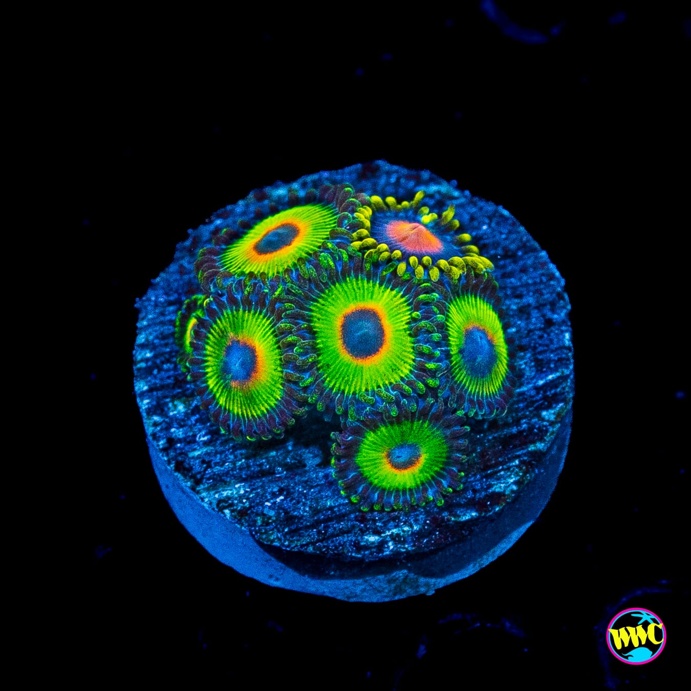 WWC Island Time and Ultimate Blowpop Combo Zoanthids