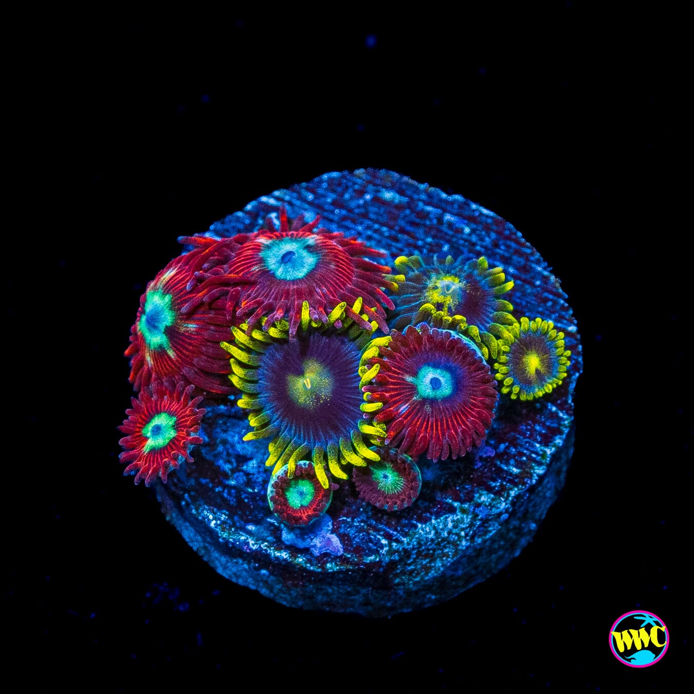 WWC Bloodlust and Sunbeam Shuriken Zoanthids