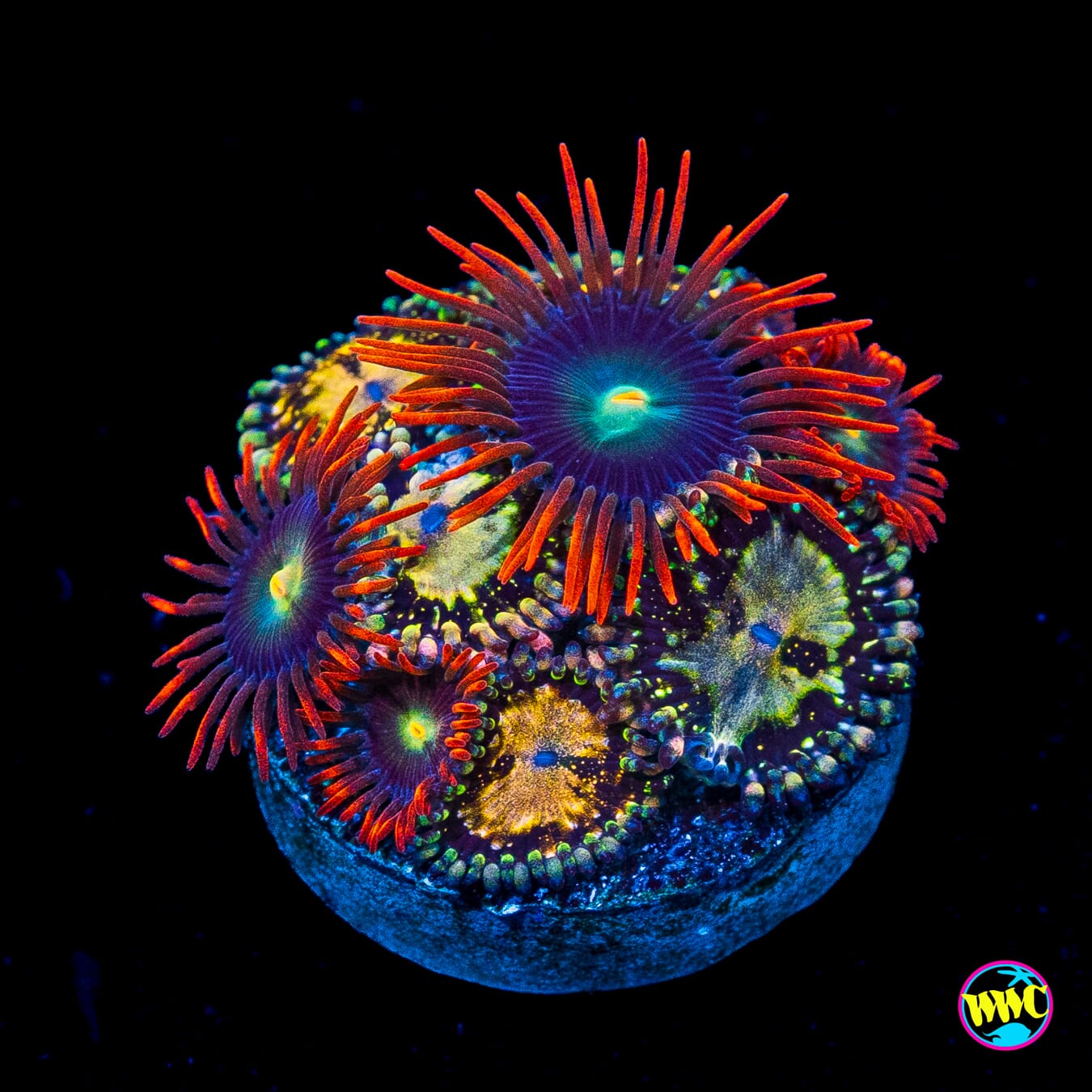 Grim Reaper and WWC Wildfire Combo Zoanthids