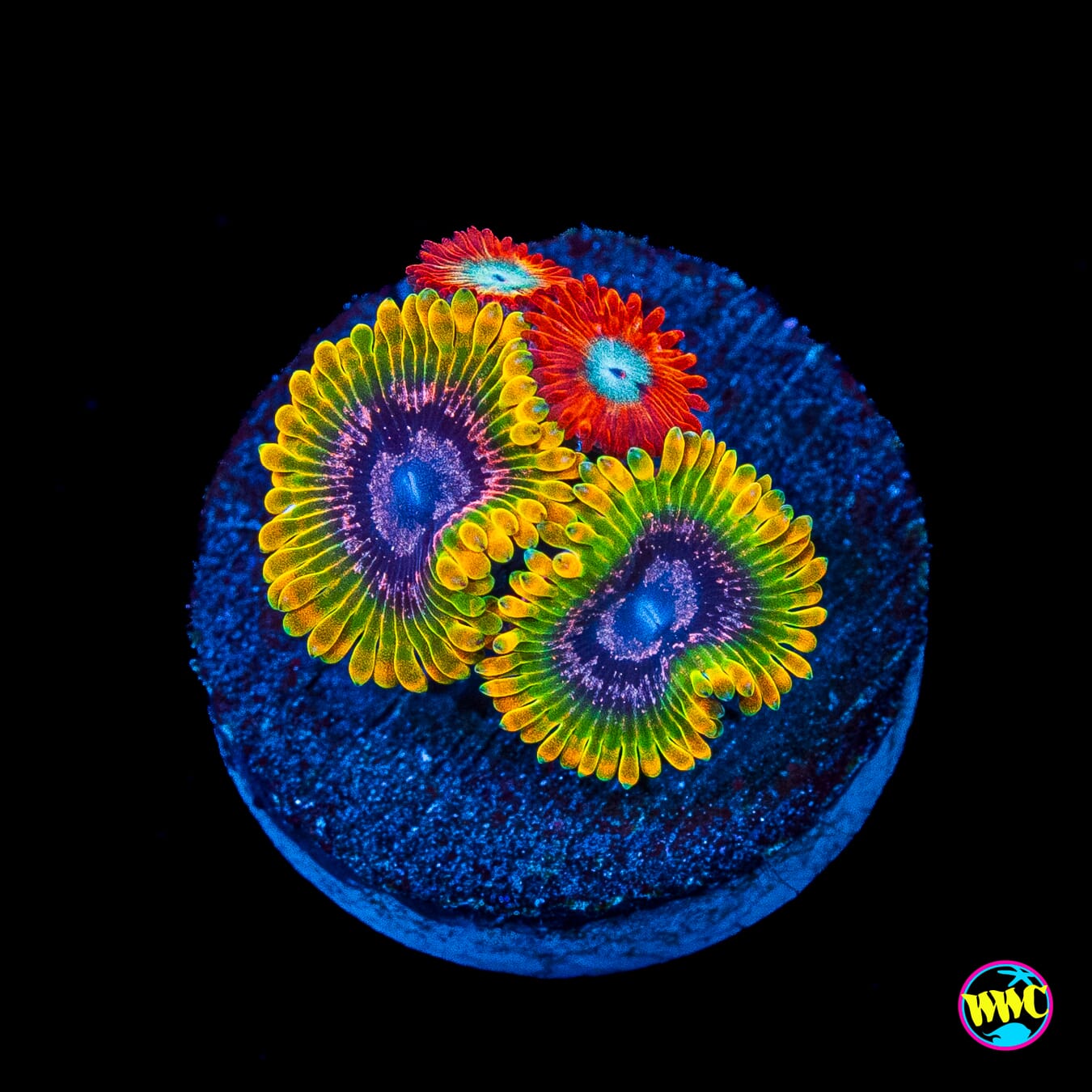 Jason Fox Acid Reflux and Charmanderz Combo Zoanthids