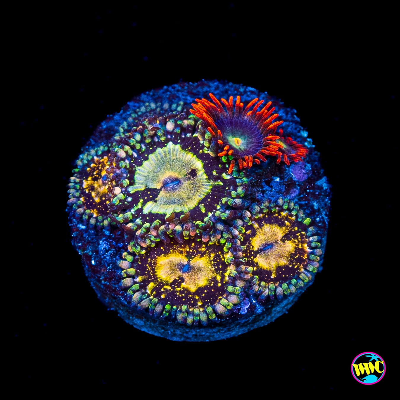 Grim Reaper and WWC Wildfire Combo Zoanthids