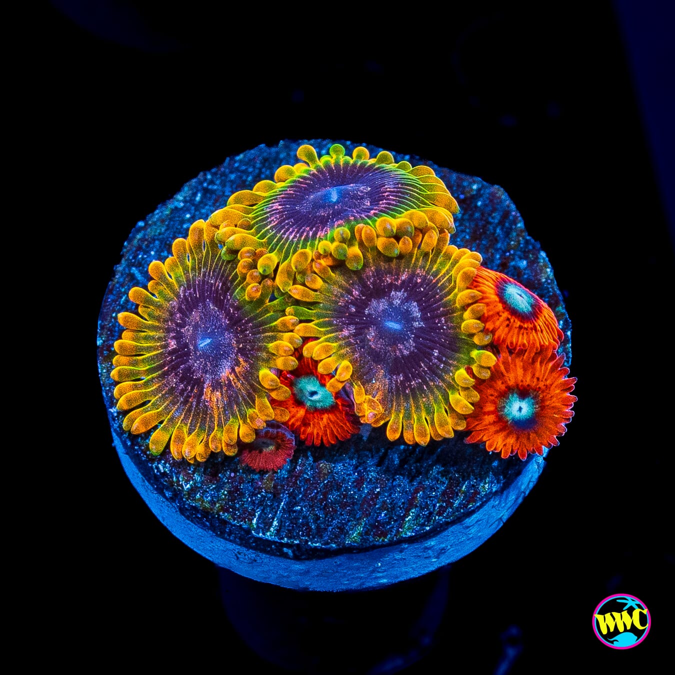 Jason Fox Acid Reflux and Charmanderz Combo Zoanthids