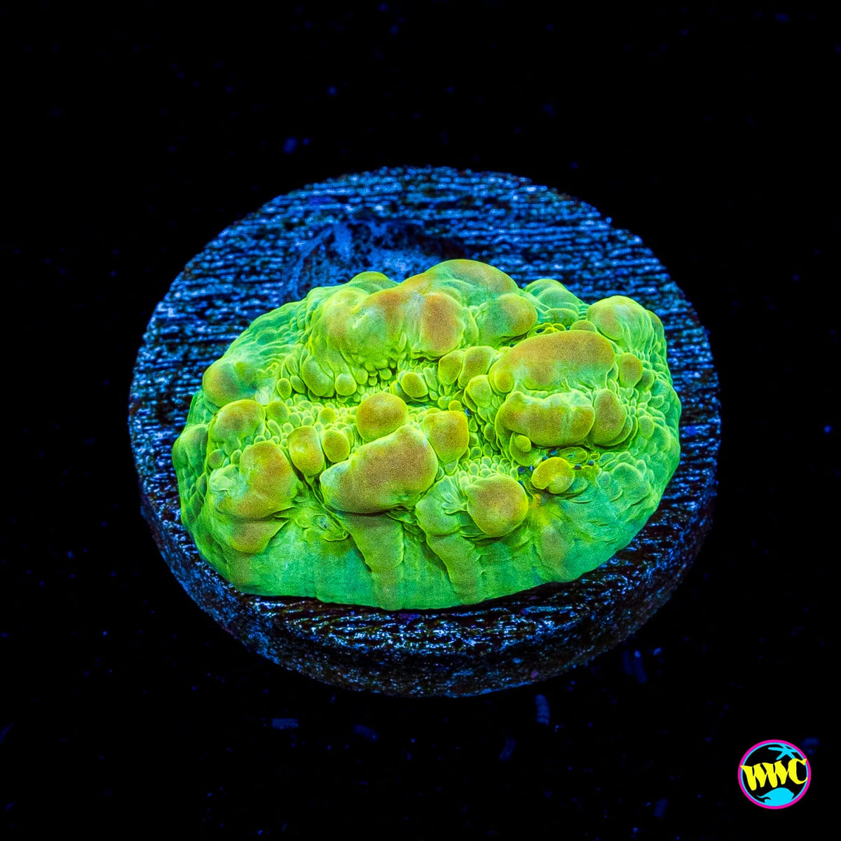 WWC Cosmic Candy Bounce Chalice