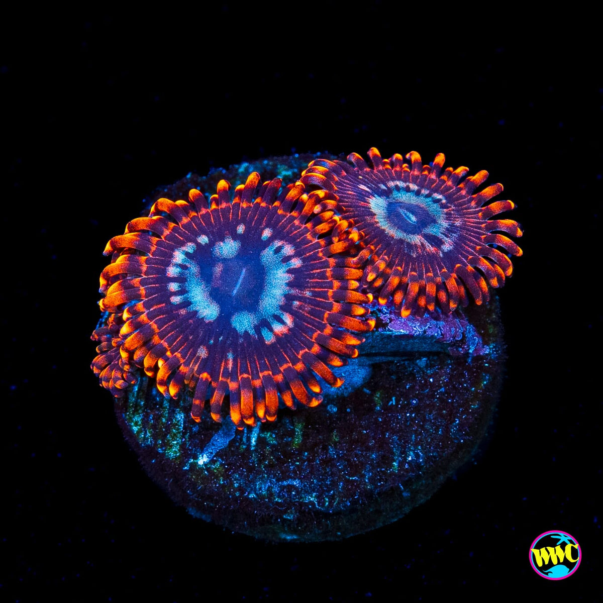 Utter Peace Zoanthids