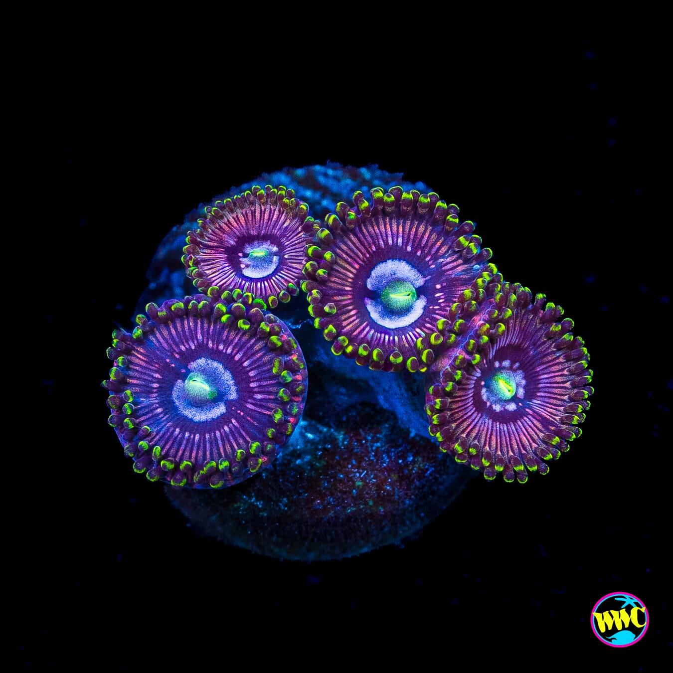 WWC Black Orchid Zoanthids