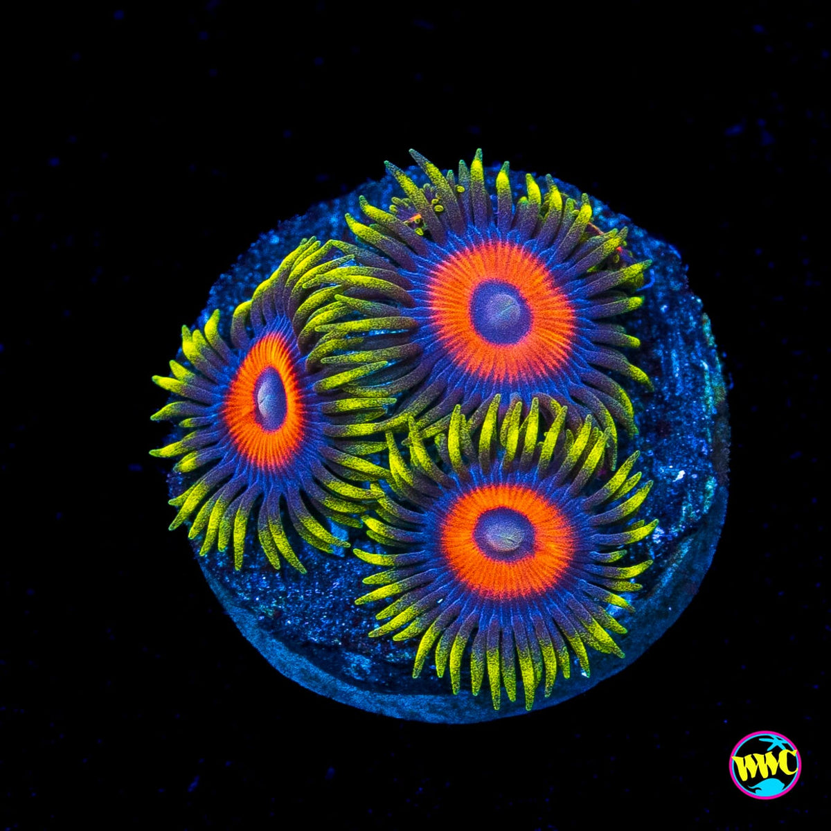 Jungle Juice Zoanthids