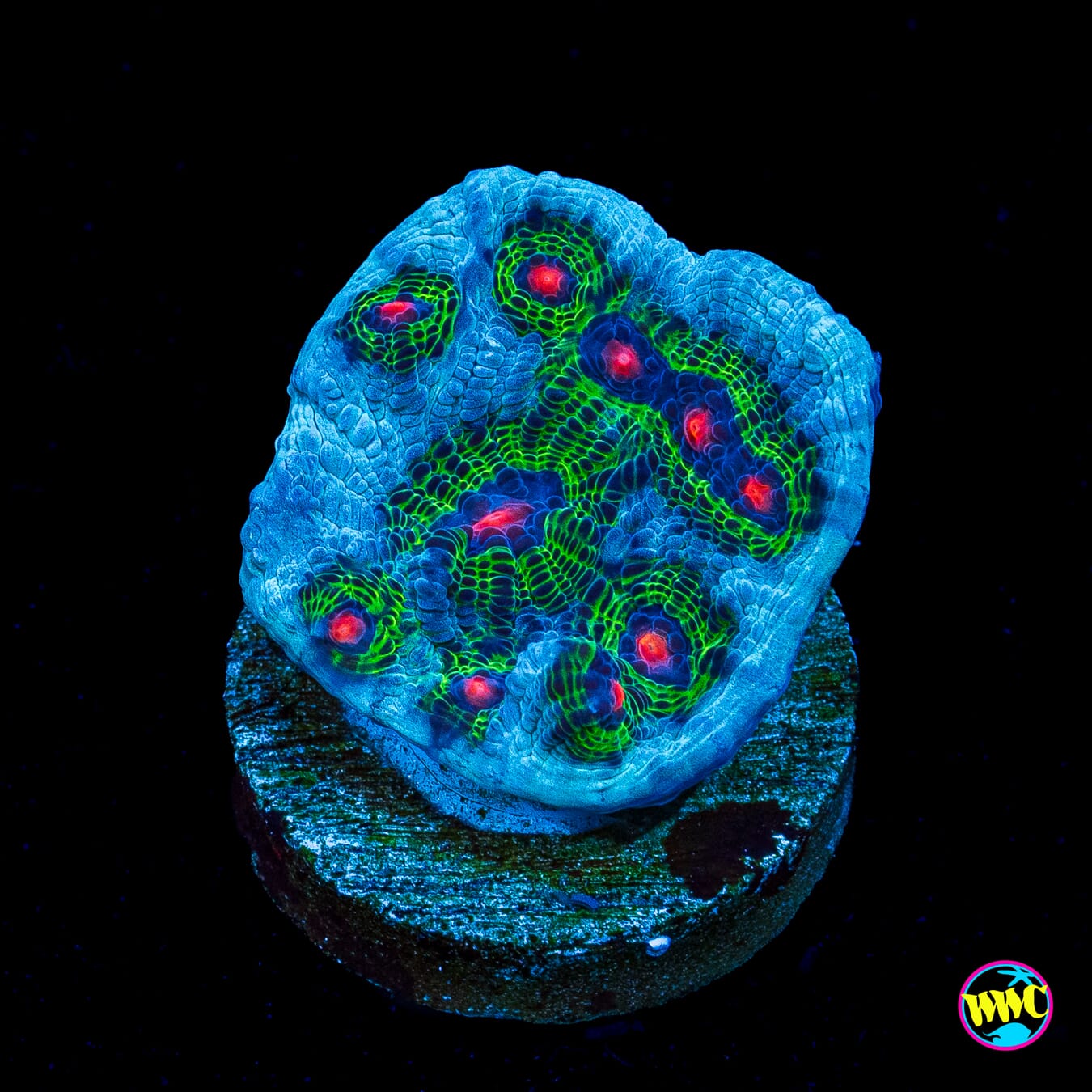 WWC Avatar Chalice