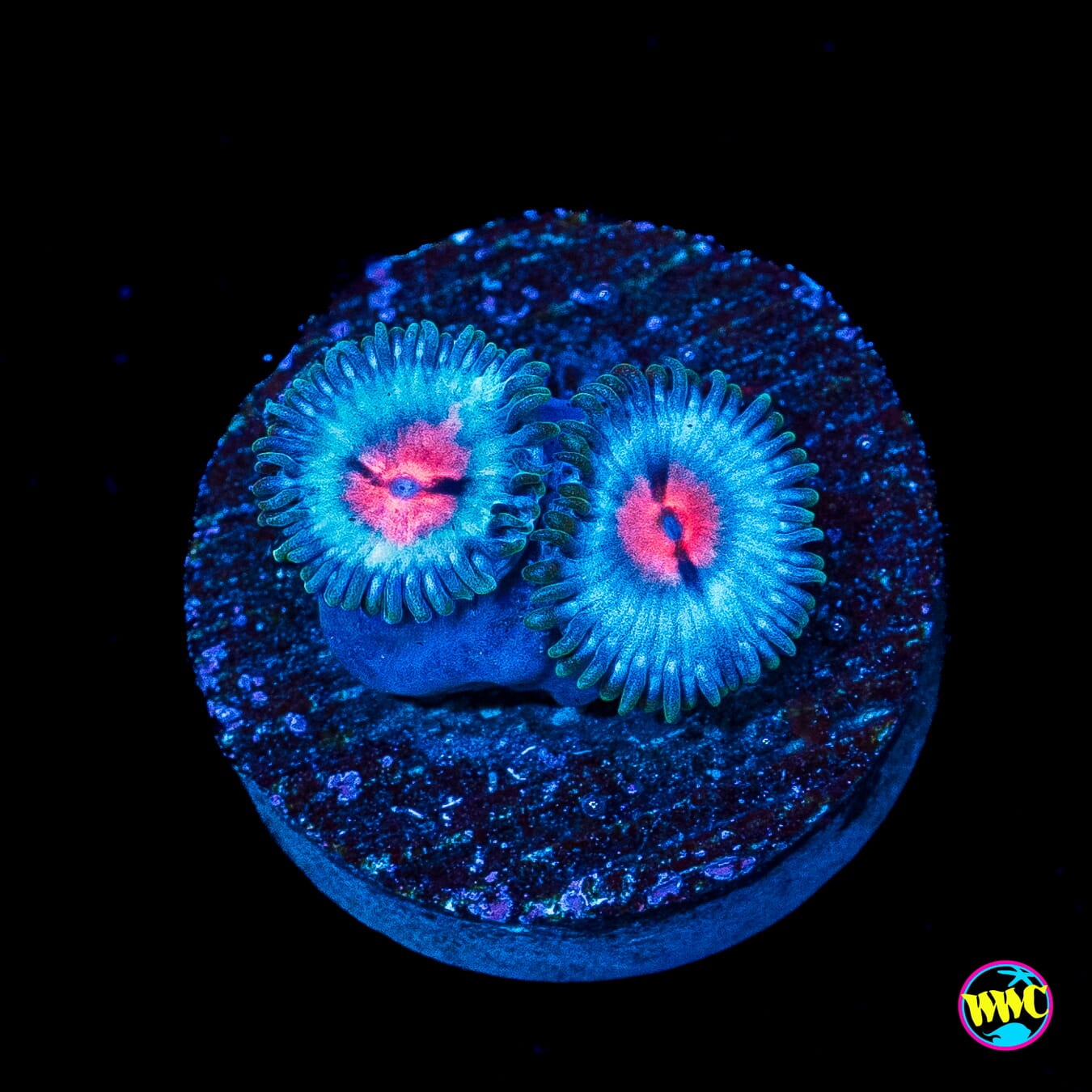 Miami Vice Zoanthids
