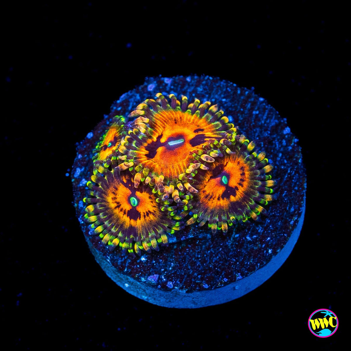 Bowtie Blaster Zoanthids