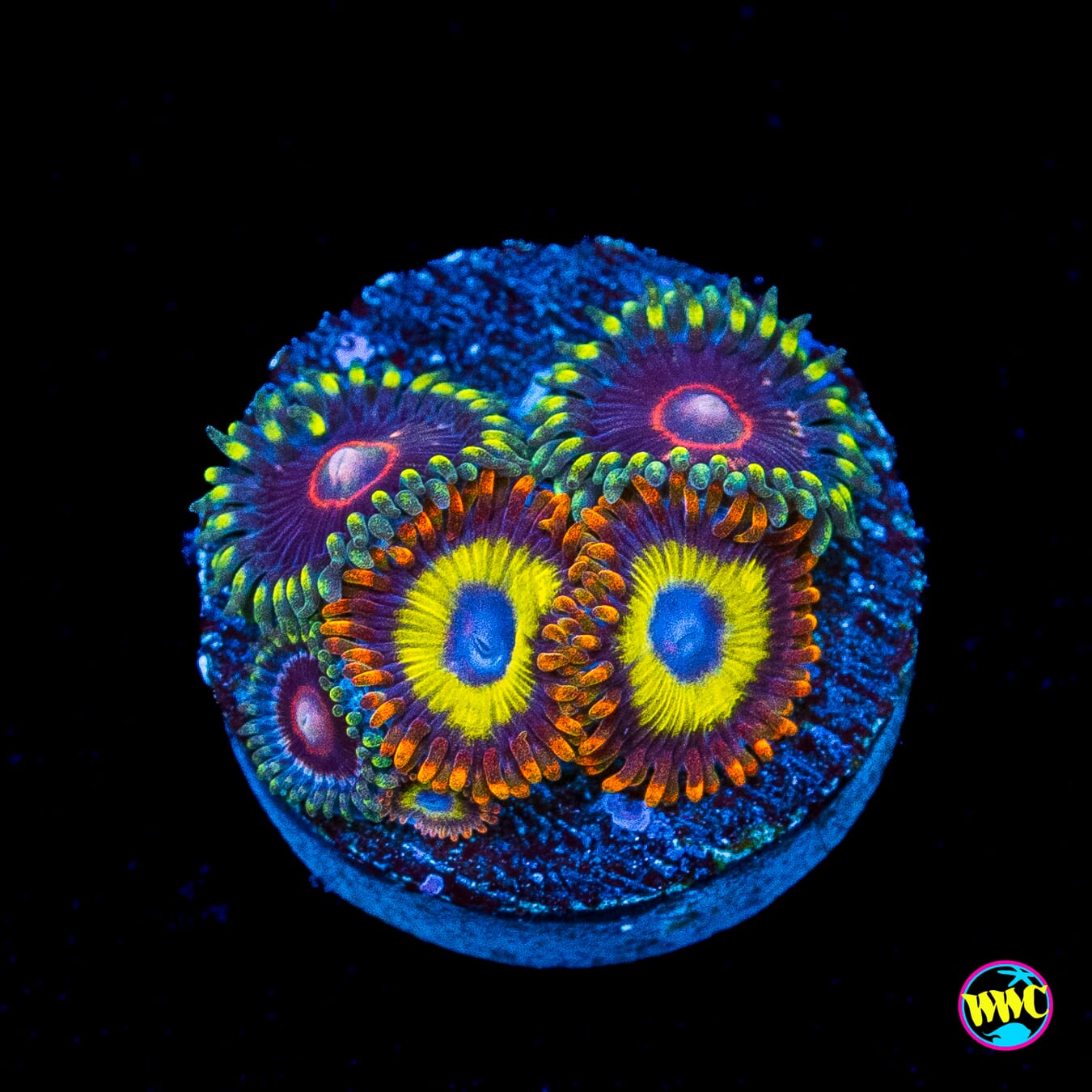 WWC Evil Heart and Fruit Loopz Combo Zoanthids