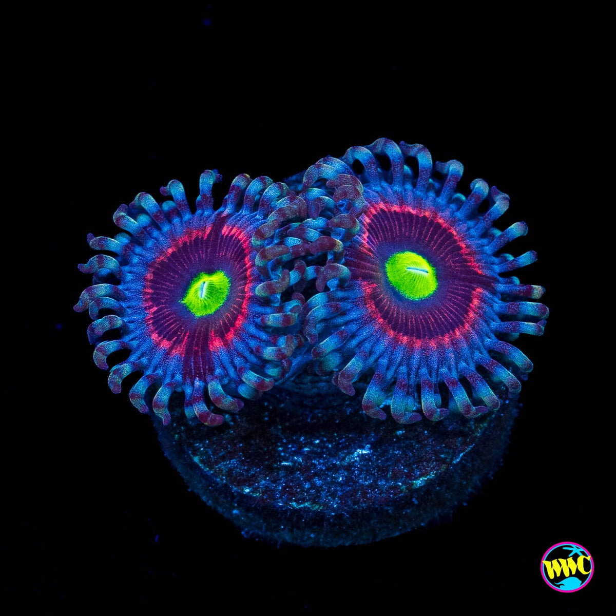 Pink Ring of Death Zoanthids