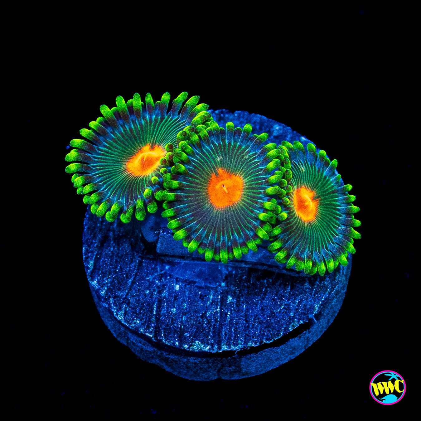 WWC Campfire Zoanthids