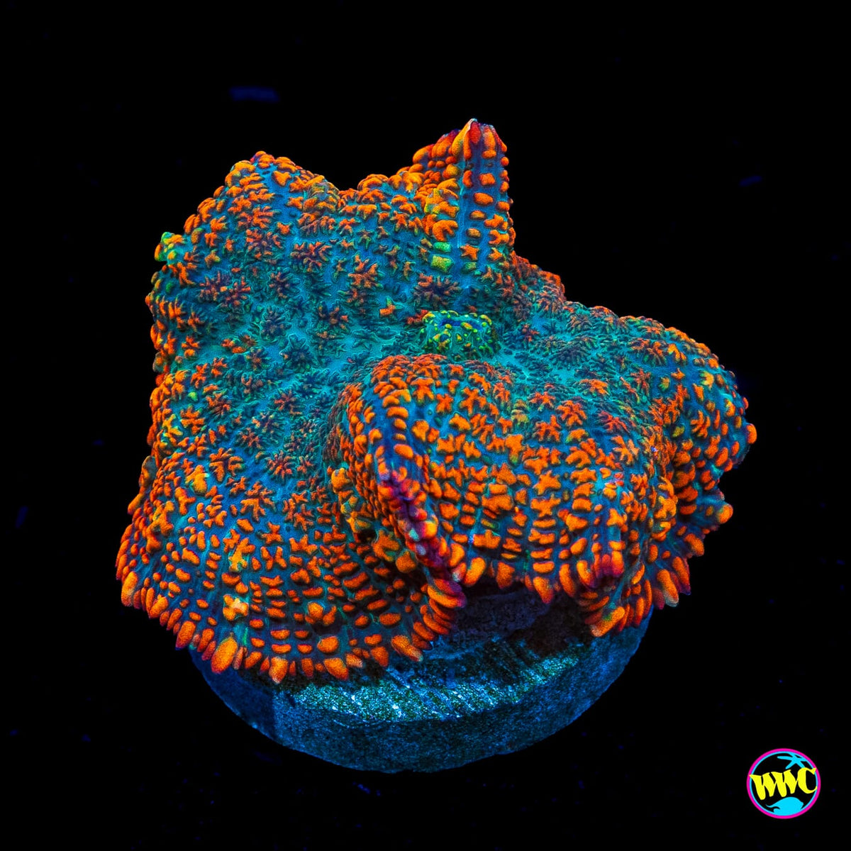 Maui Sunrise Rhodactis Mushroom