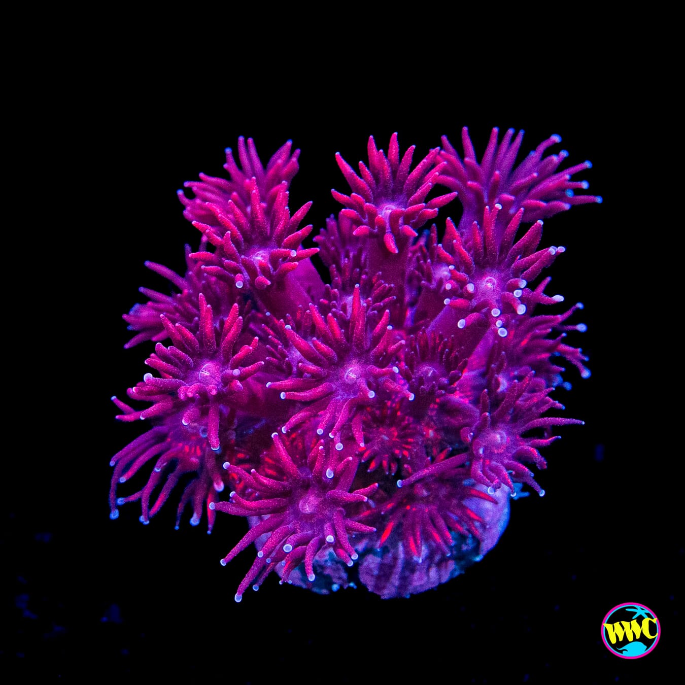 Pink Flamingo Goniopora