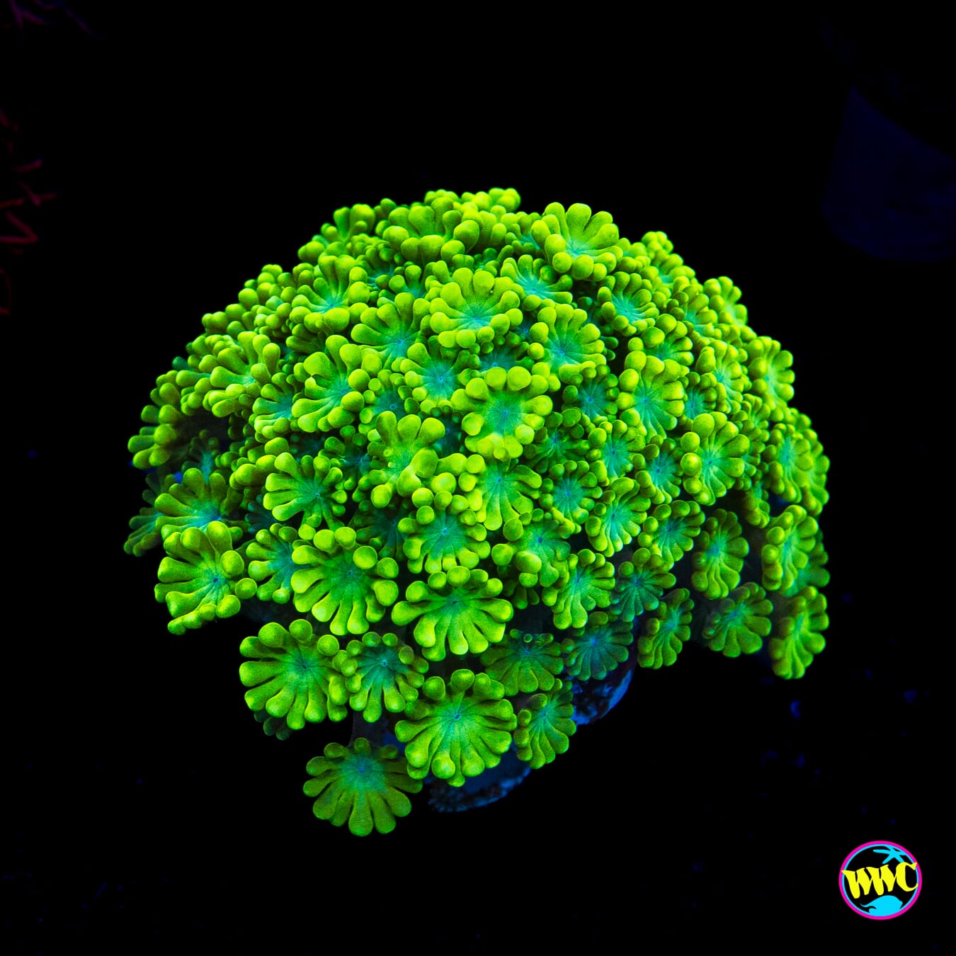 WWC Irish Jig Alveopora