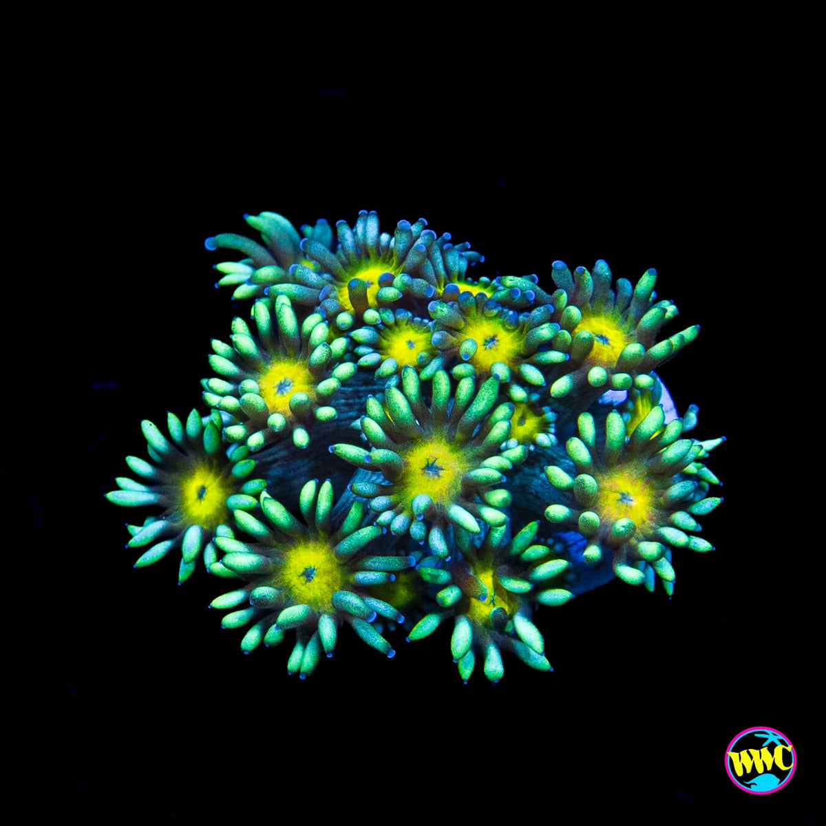 Lemon Head Goniopora