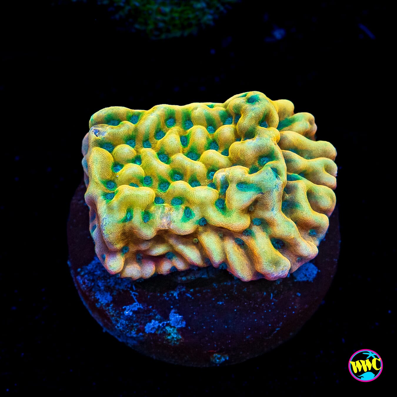 Jason Fox Beach Bum Montipora
