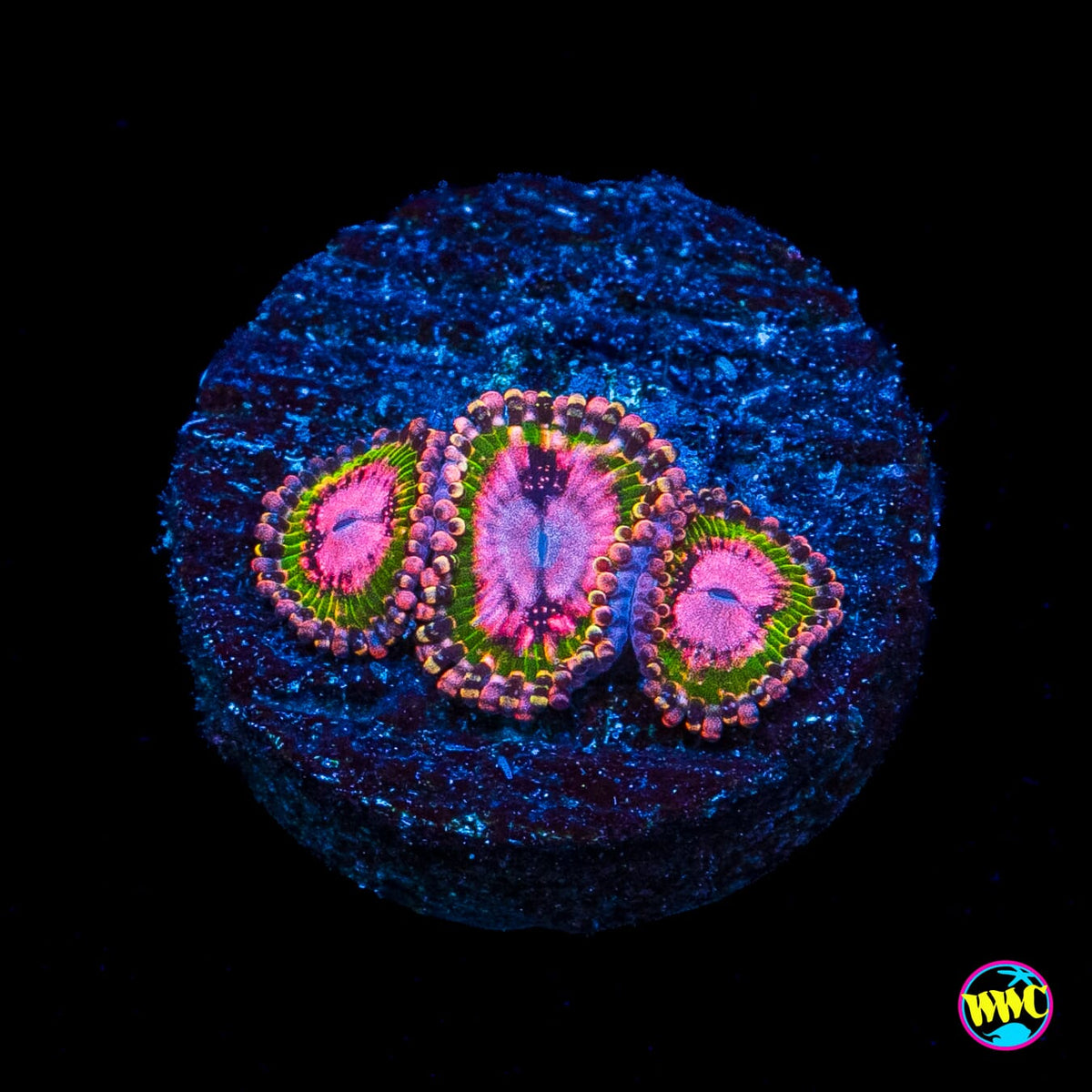 WWC Pink Krakatoa Zoanthids