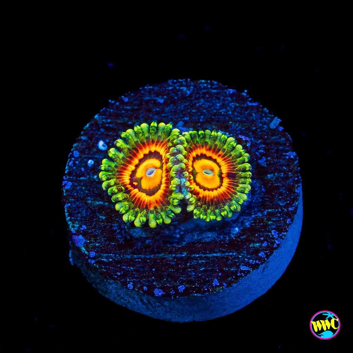 Rainbow Incinerator Zoanthids