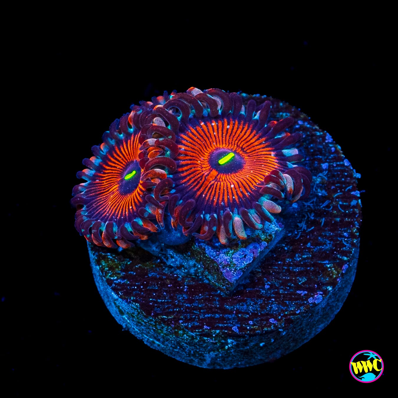 Seduction Zoanthids