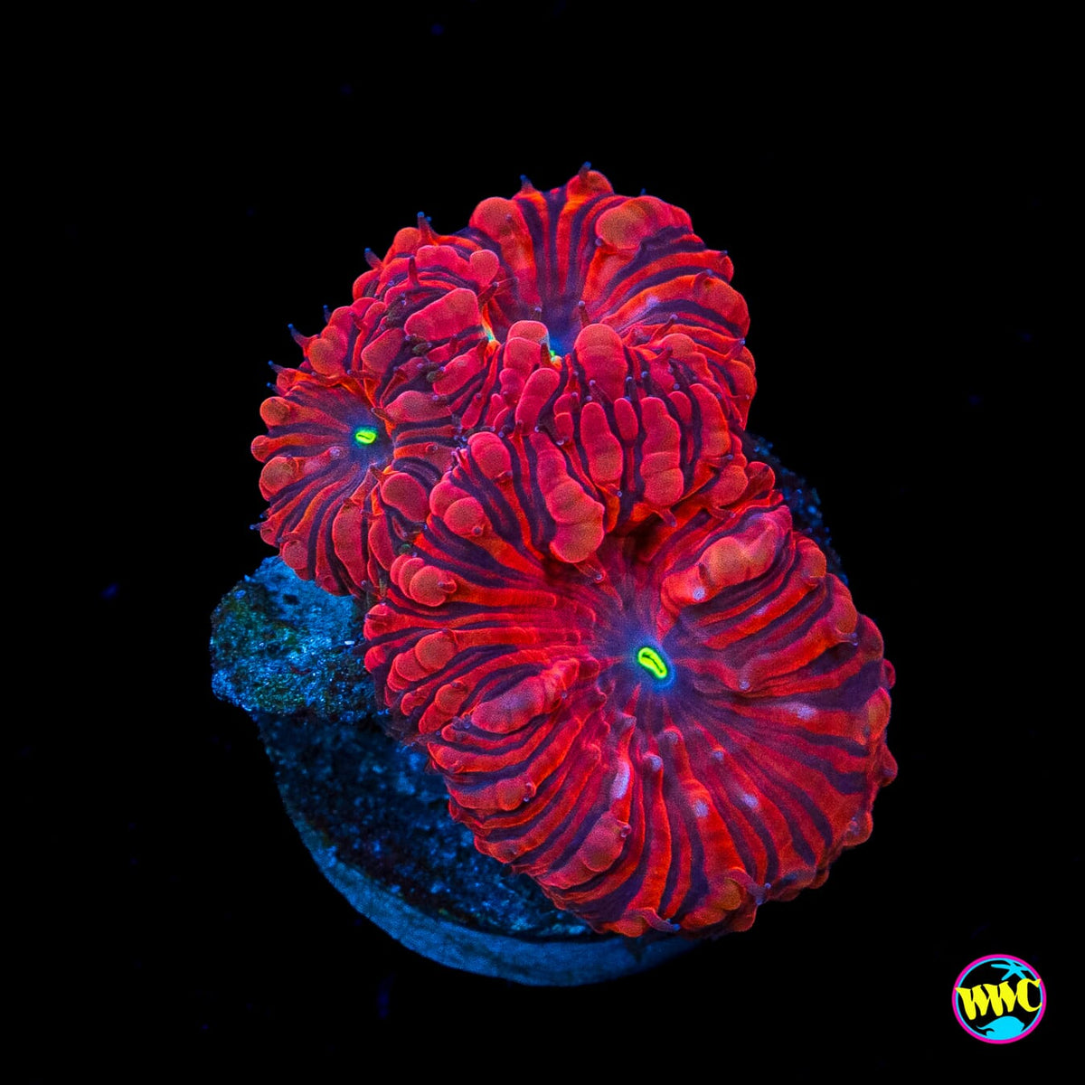 VDM Blastomussa