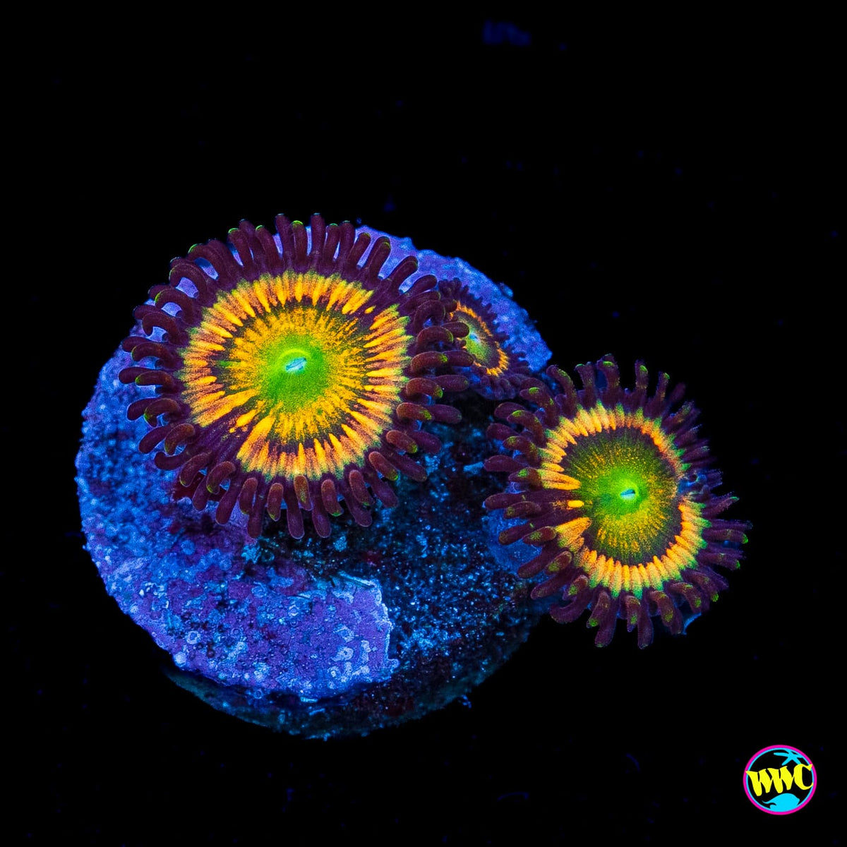 Citrus Cooler Zoanthids